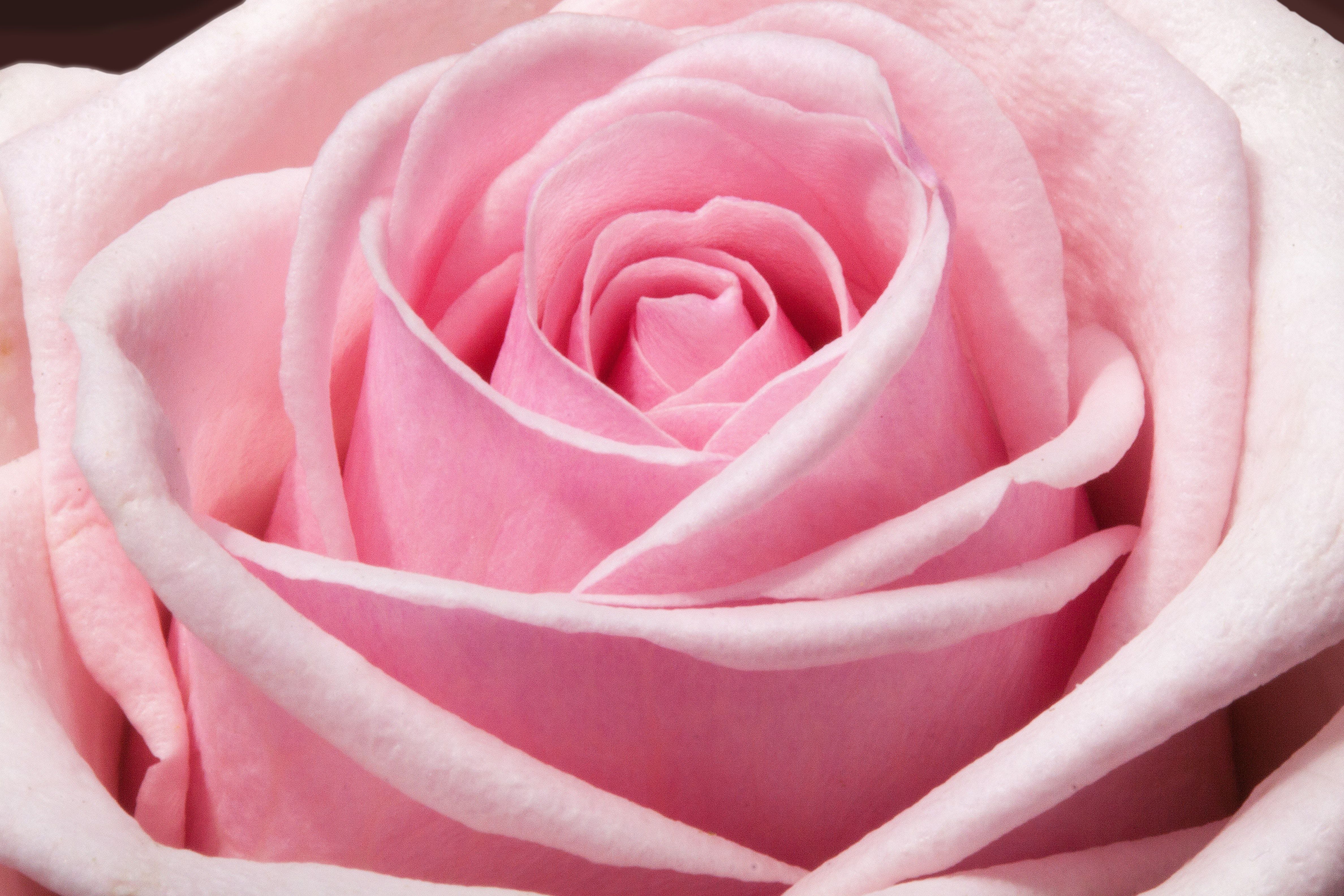 A close up of a pink rose with a dark brown background - Roses