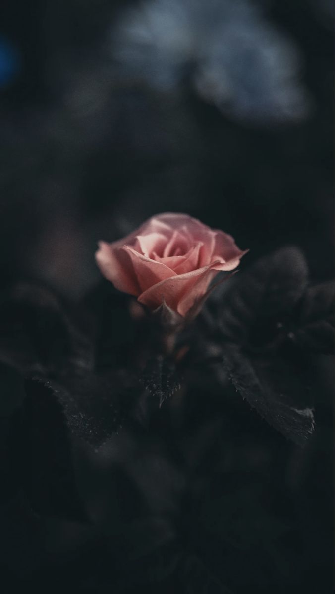 Dark Flower Aesthetic Wallpaper. Free Download Darlin'. Dark flowers, Flower aesthetic, Rose wallpaper - Roses