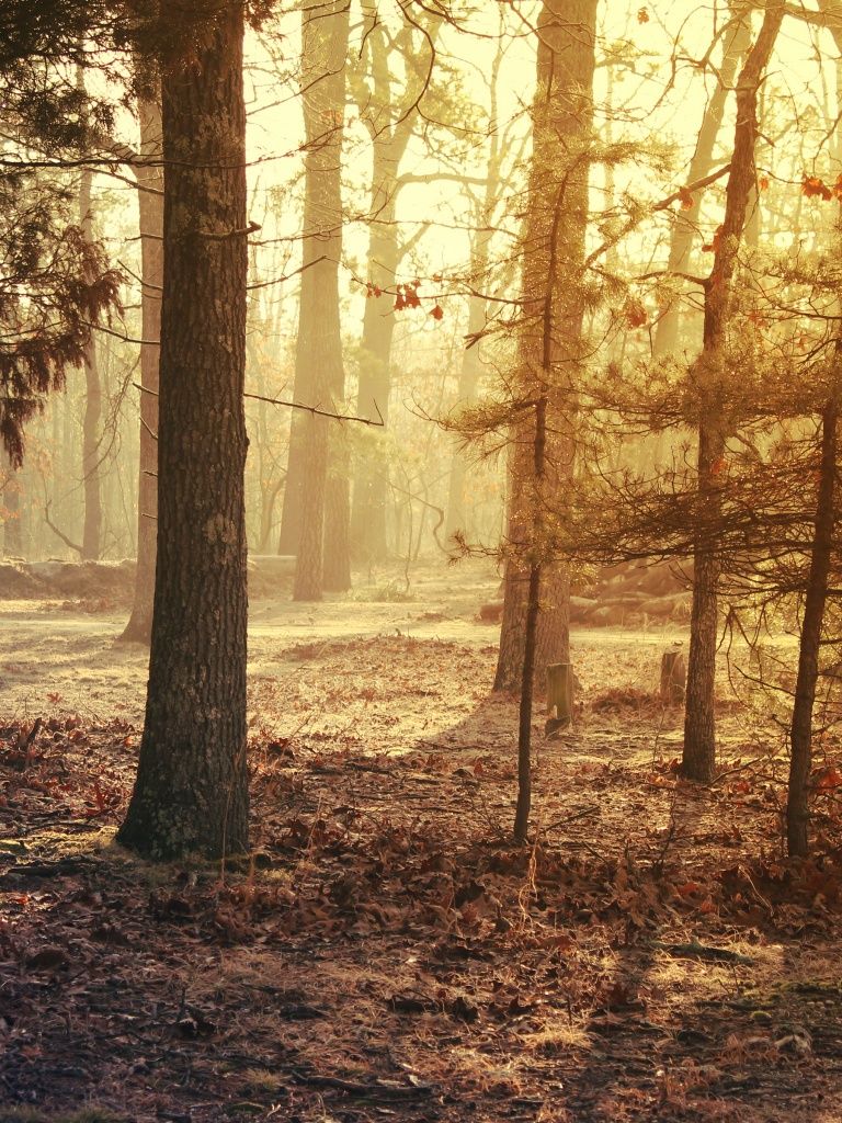 Forest Trees Wallpaper 4K, Sunrise, Woods, Fallen Leaves
