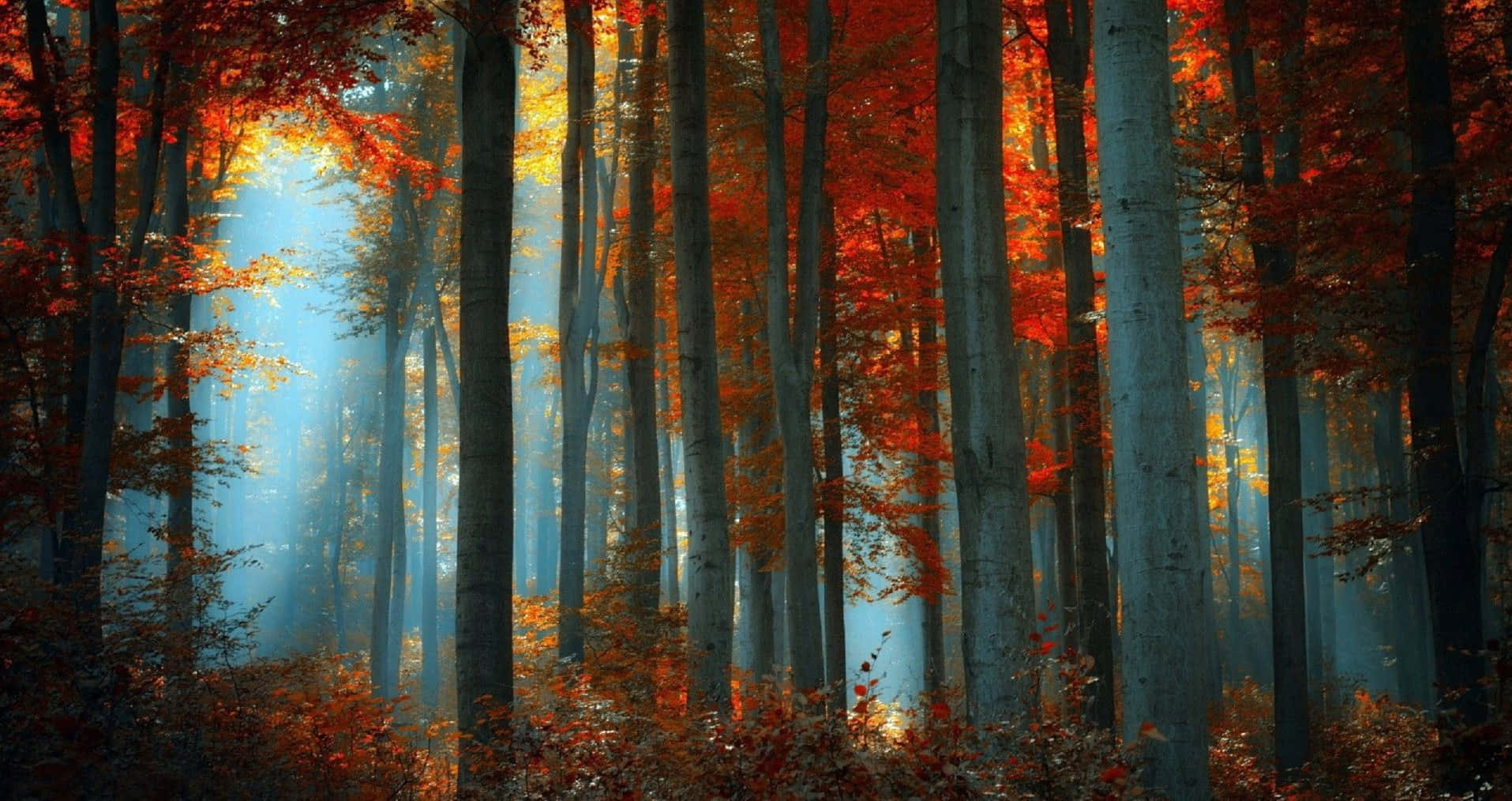 Download Fall Forest Aesthetic Desktop Wallpaper