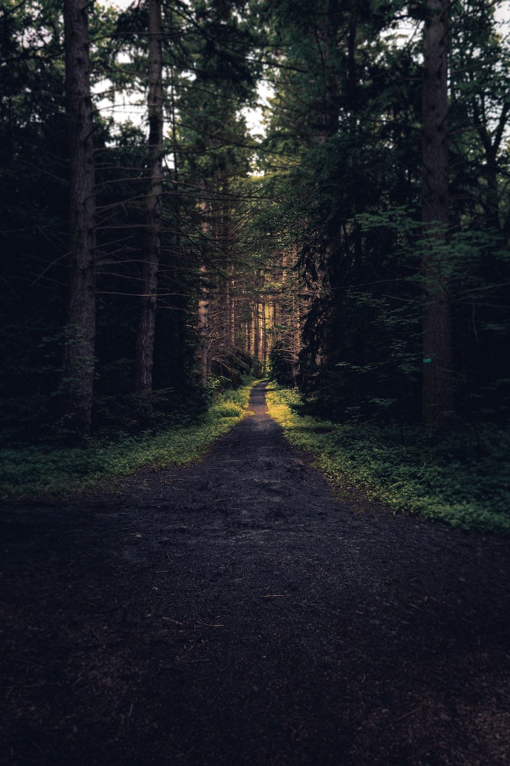 A path in the woods, surrounded by trees, with a ray of light shining down on it. - Woods