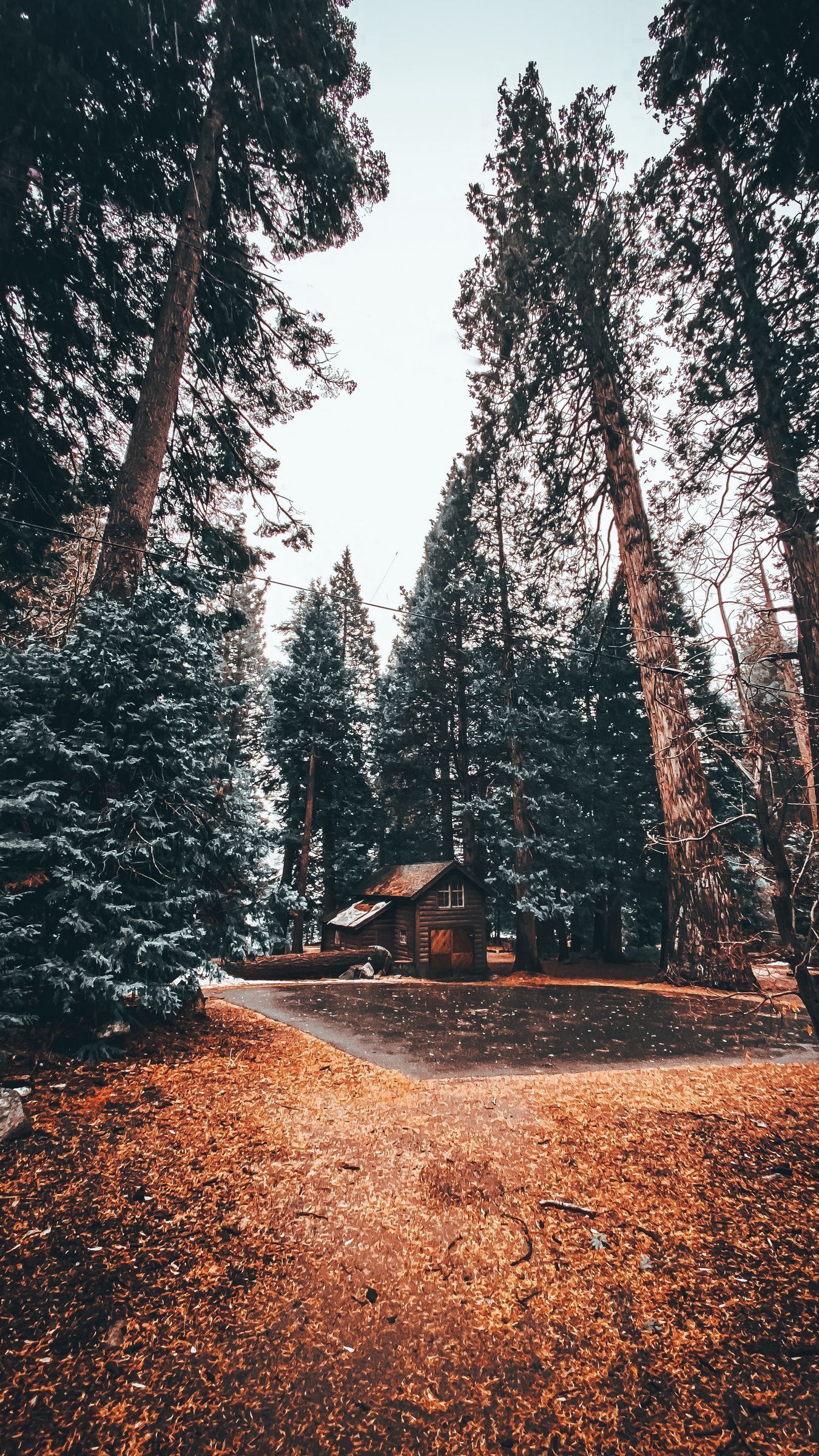 Small cabin in the woods surrounded by trees - Woods