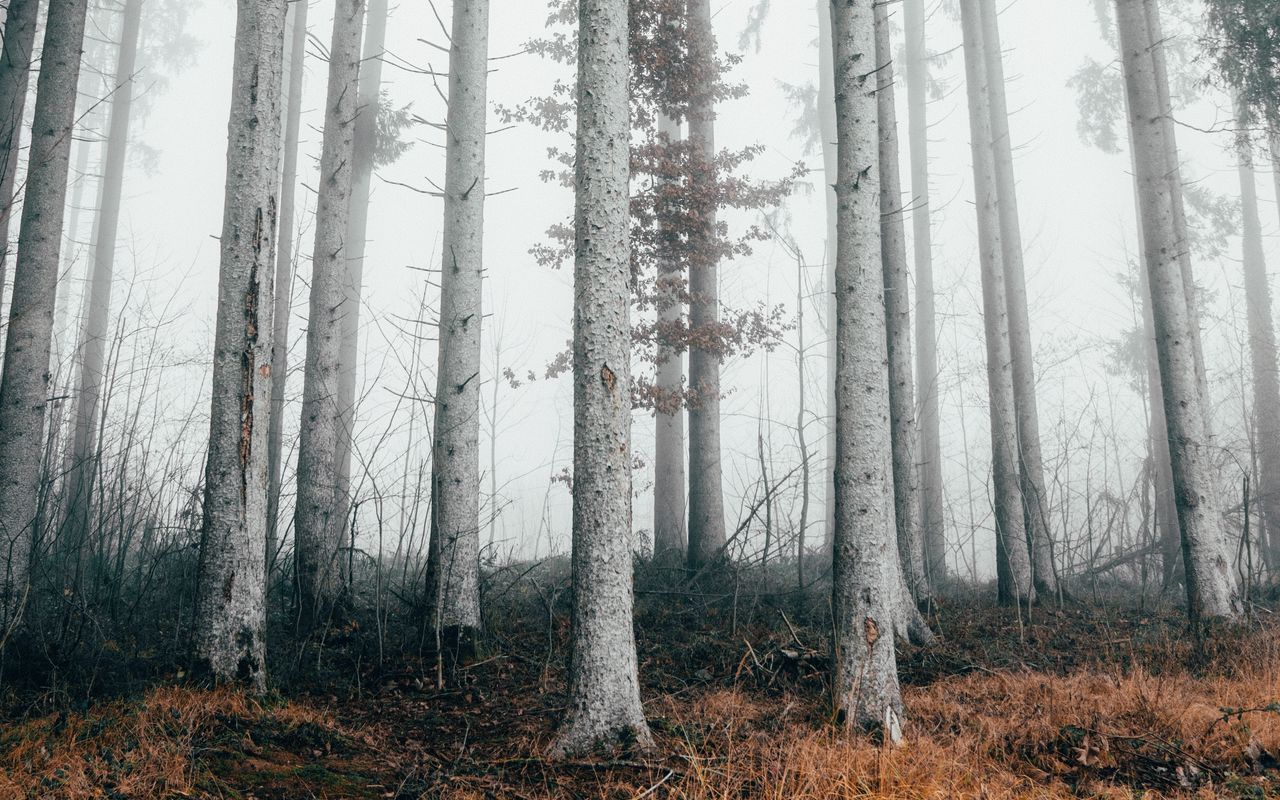 A foggy forest with tall trees. - Woods