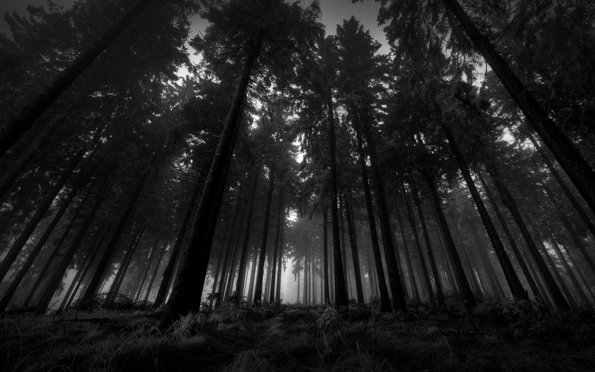 A low angle shot of a dark forest with tall trees. - Woods
