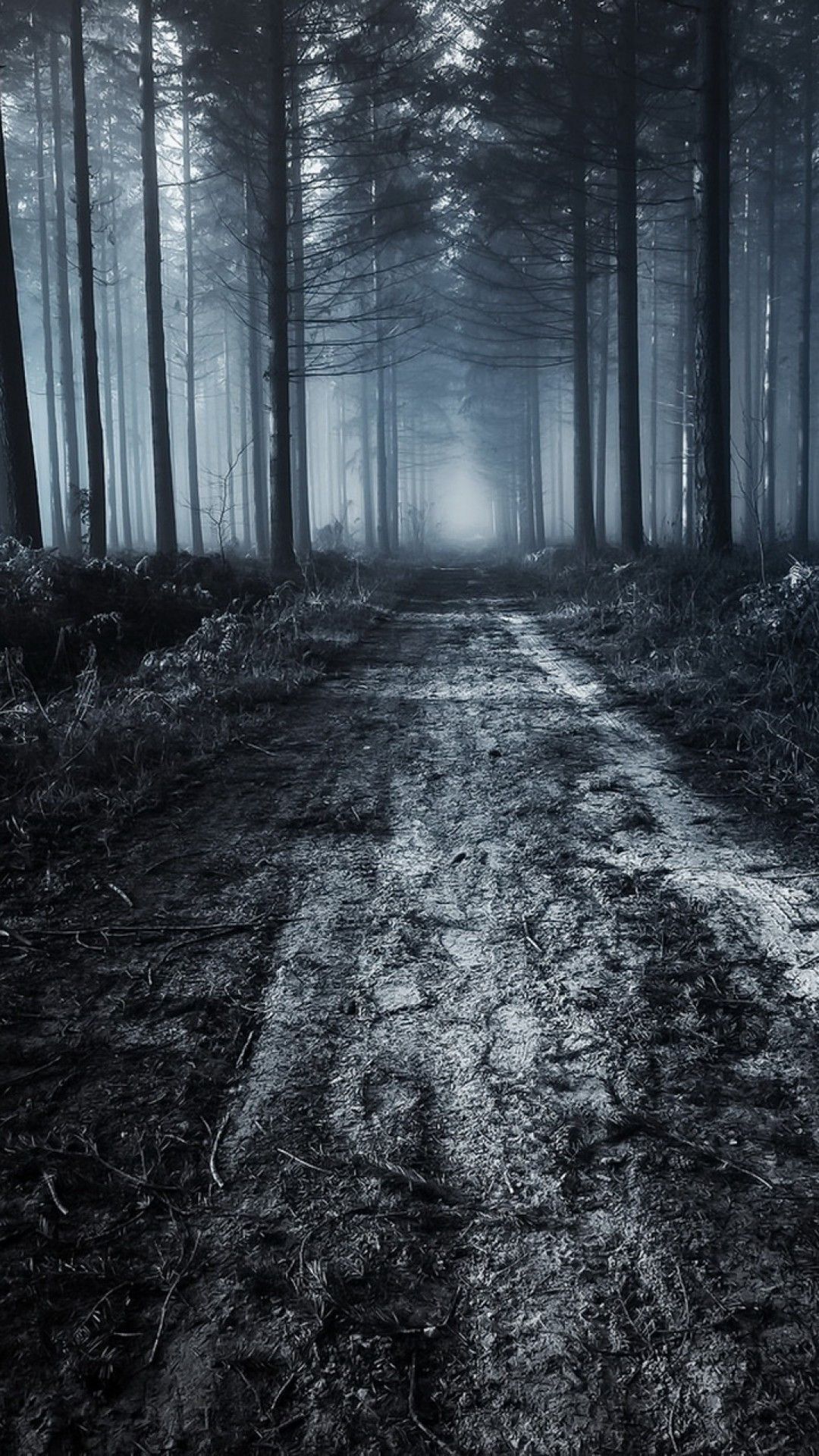 A dark path in a forest with fog. - Woods