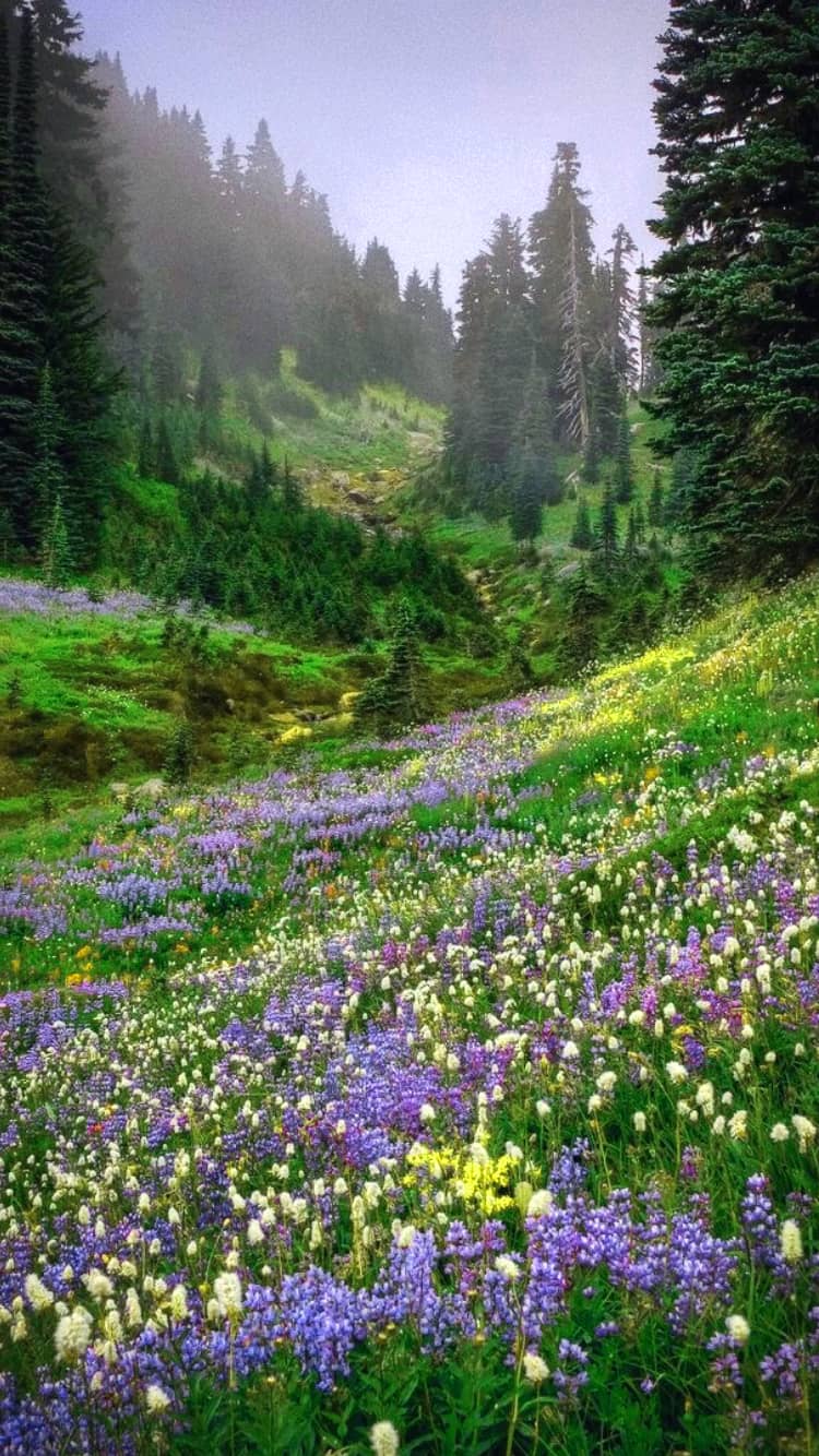A meadow of purple and white flowers in the mountains. - Cottagecore