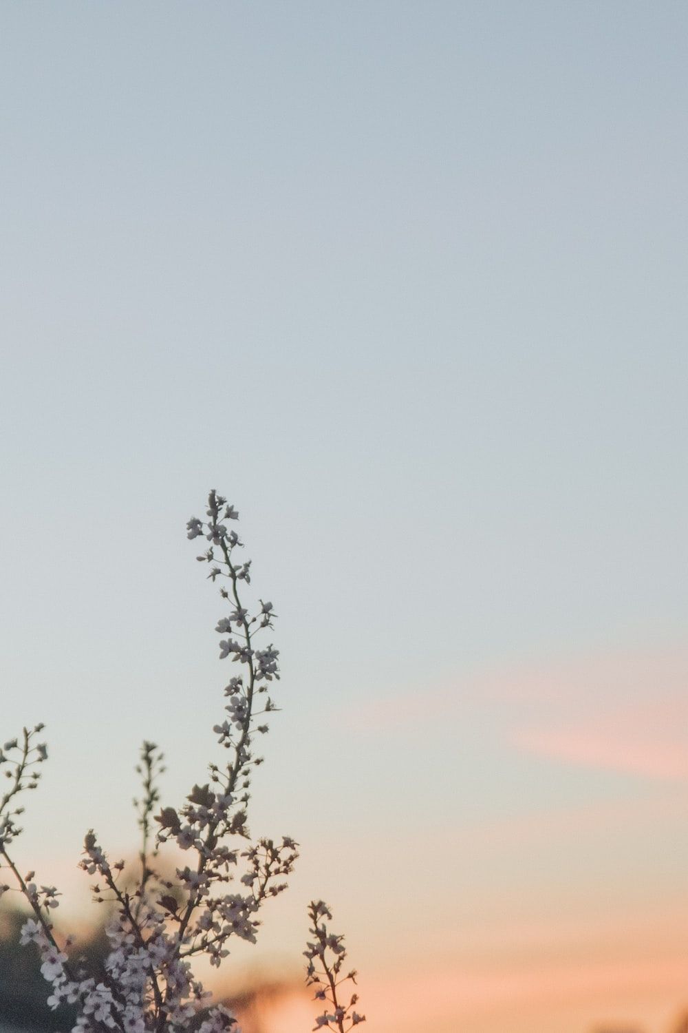 A tree branch with flowers on it in front of a sunset - Pastel minimalist