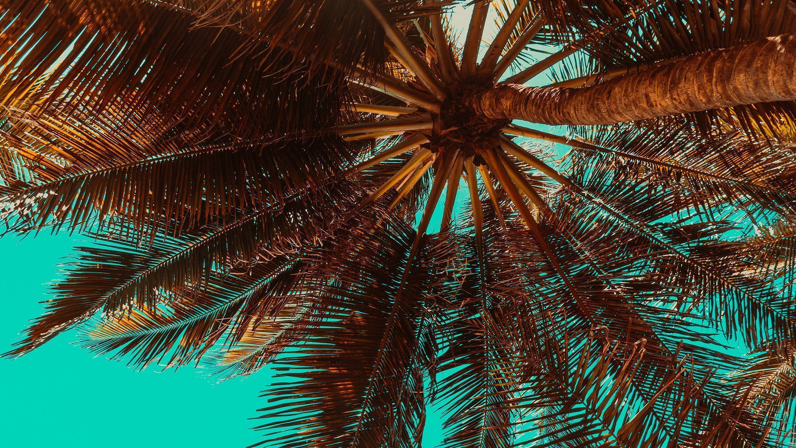 Tropical Palm Tree 2K Wallpaper x 1440 pxK