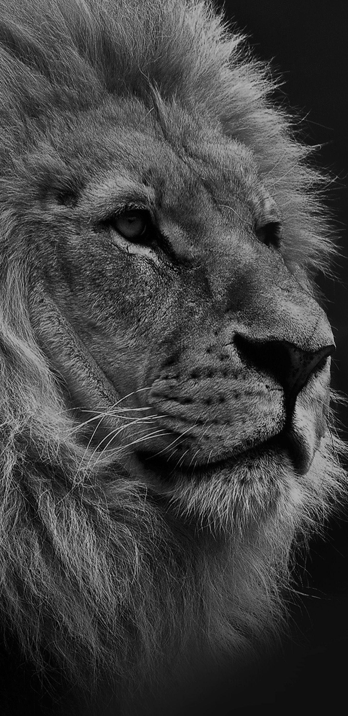 Black and white photo of a lion's face. - The Lion King, lion