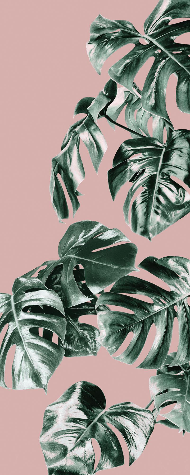 Pink Monstera Mural: Pink and Monstera Wallpaper