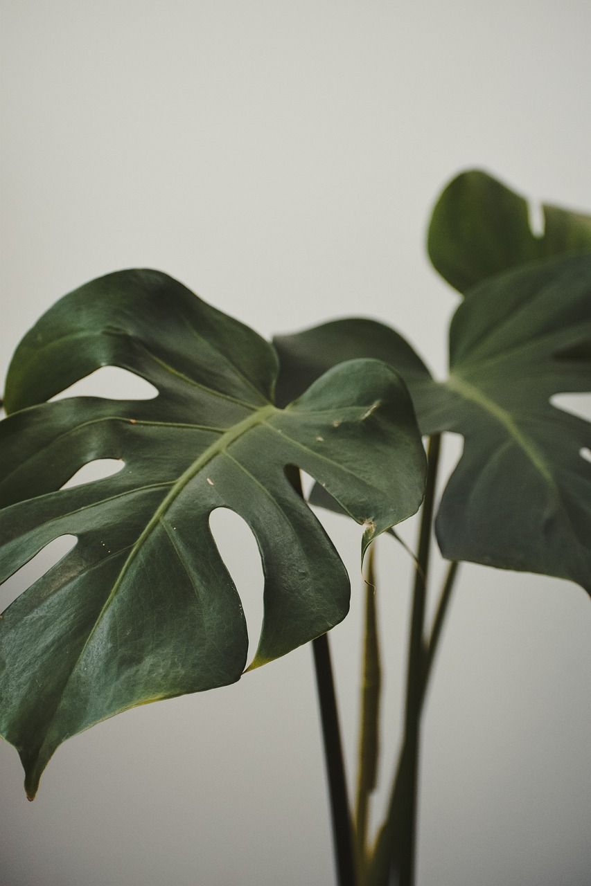 A close up of a monstera plant against a white background - Monstera