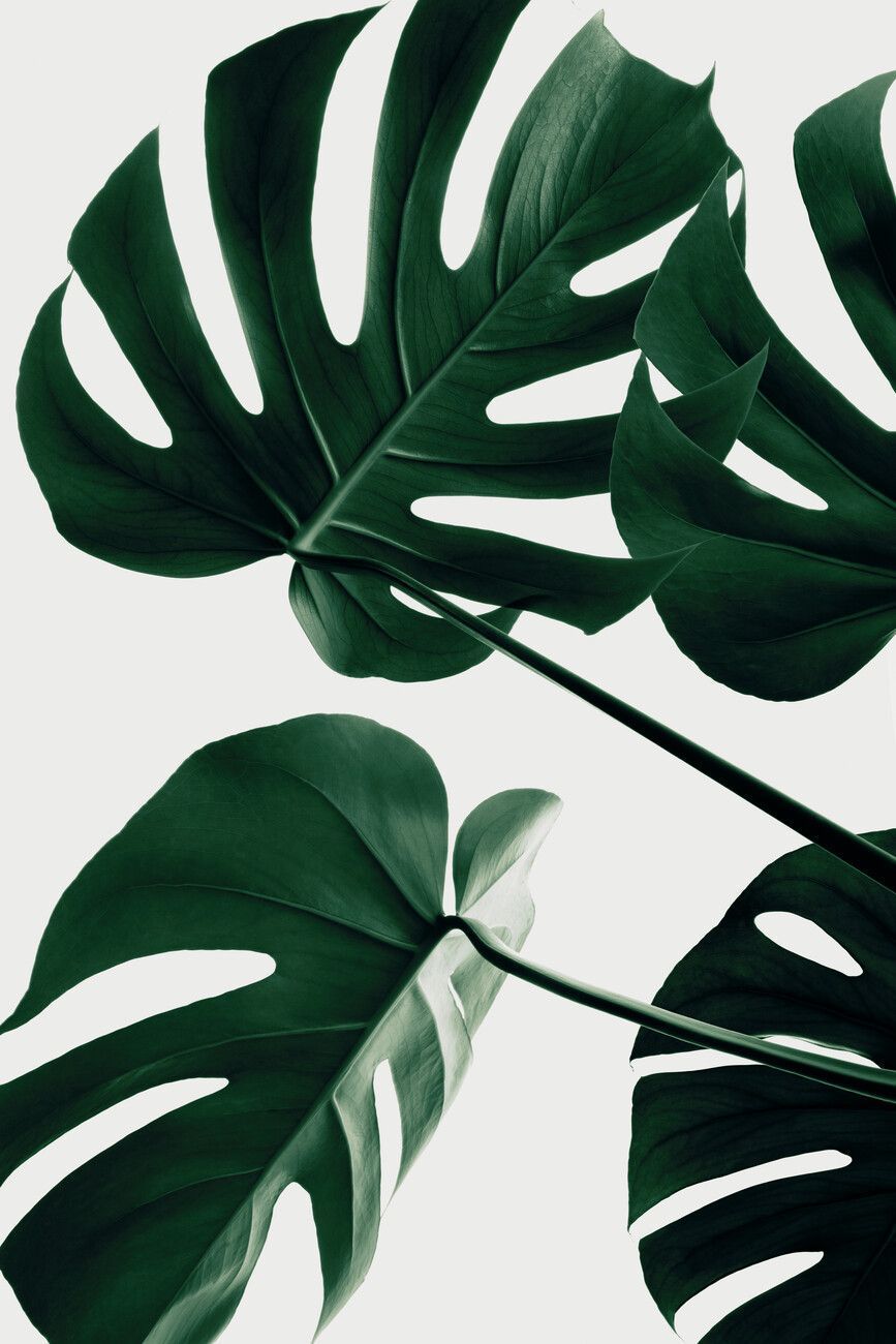 Monstera Natural 43 Wall Mural