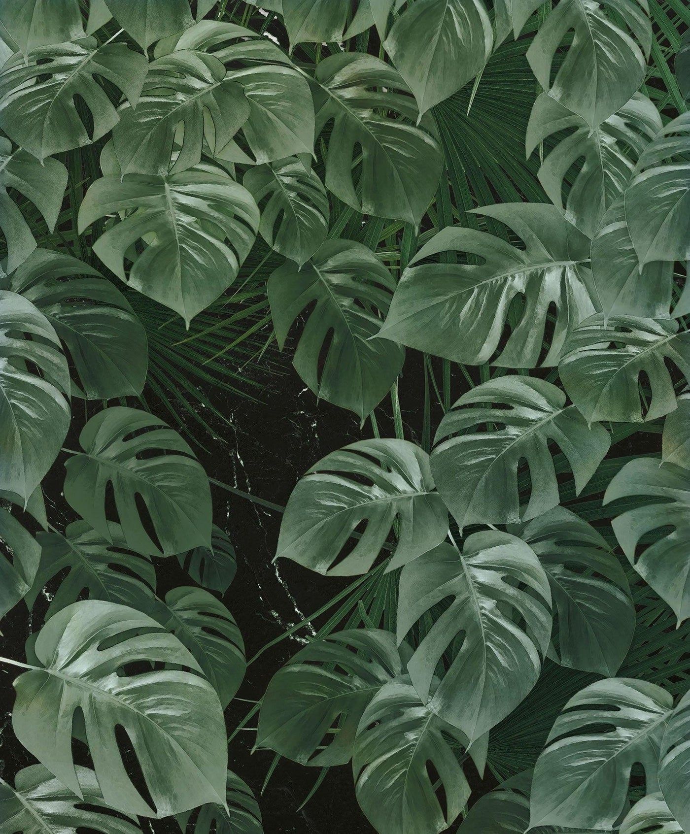 A wall mural with a monstera leaf pattern - Monstera, garden
