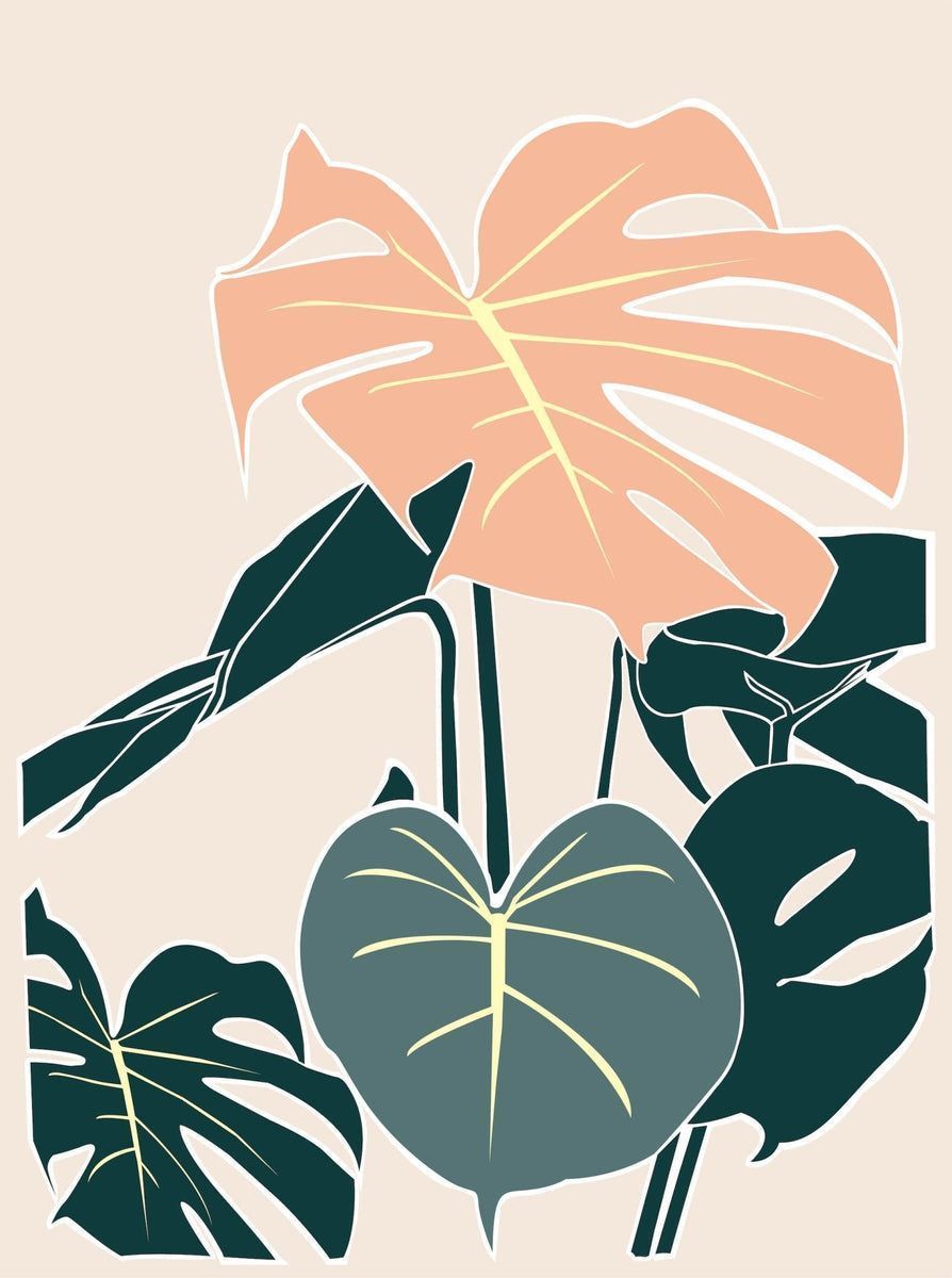 Monstera Deliciosa (Cheese Plant). Plant Care Guide