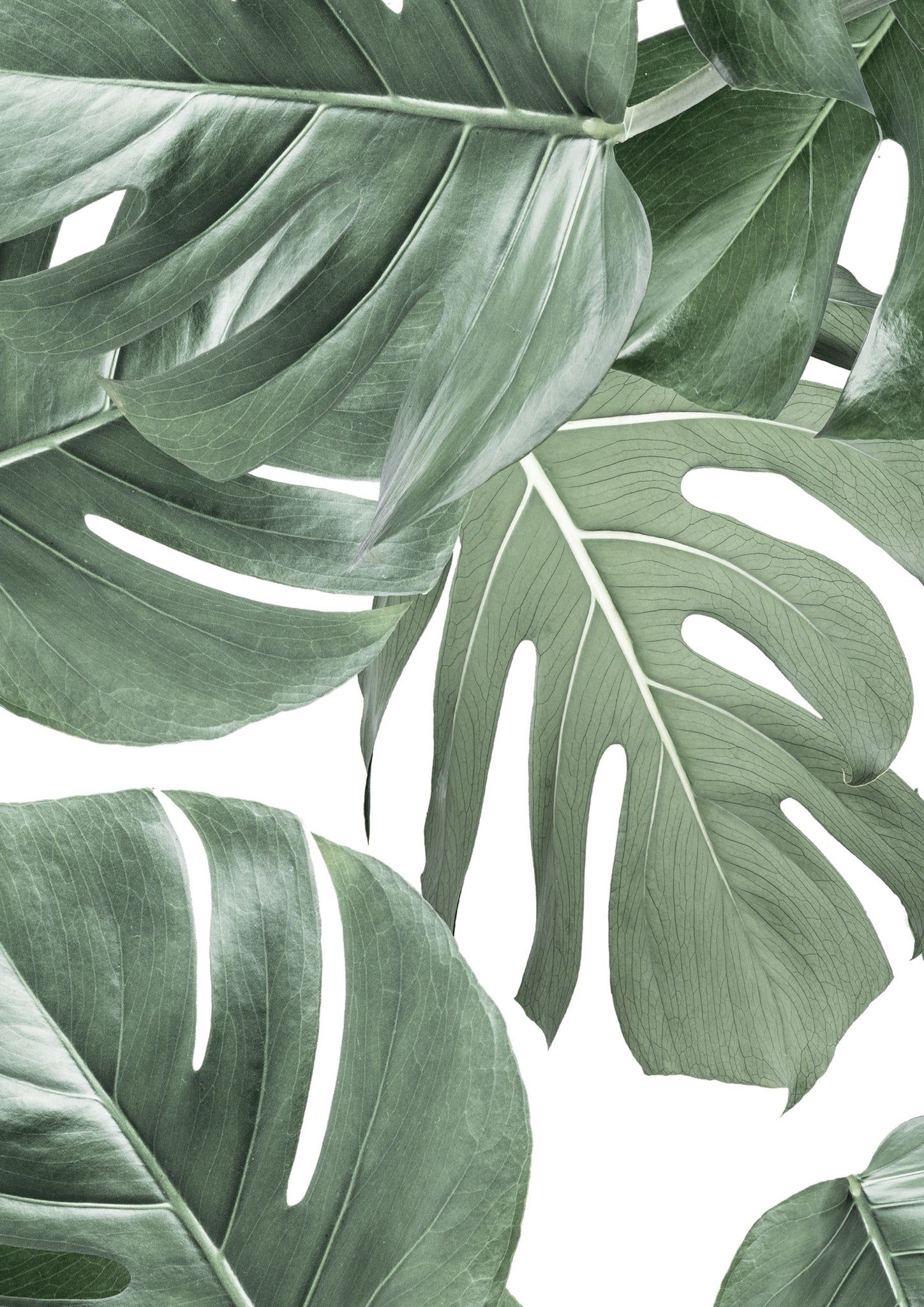 Monstera leaves on a white background - Monstera