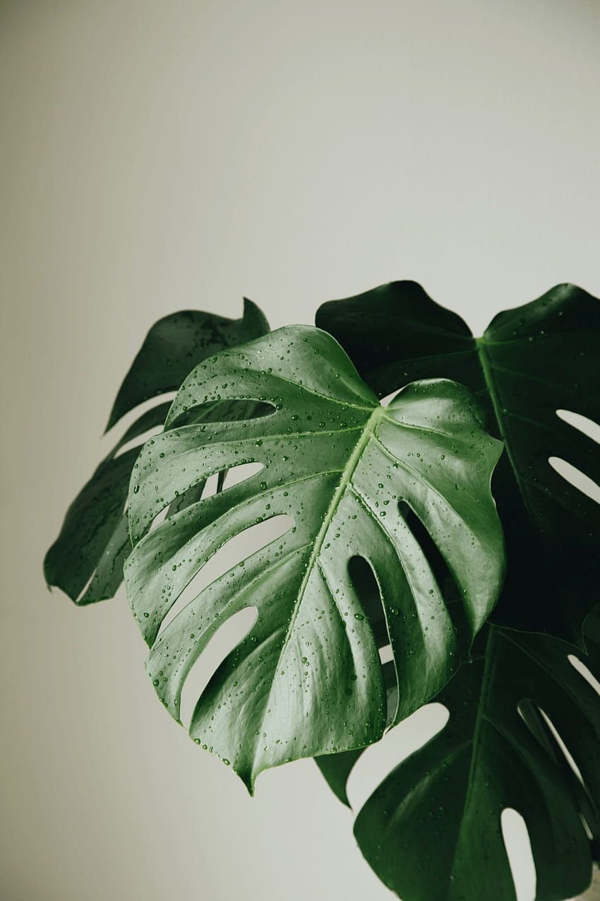 A monstera plant with a white background - Monstera