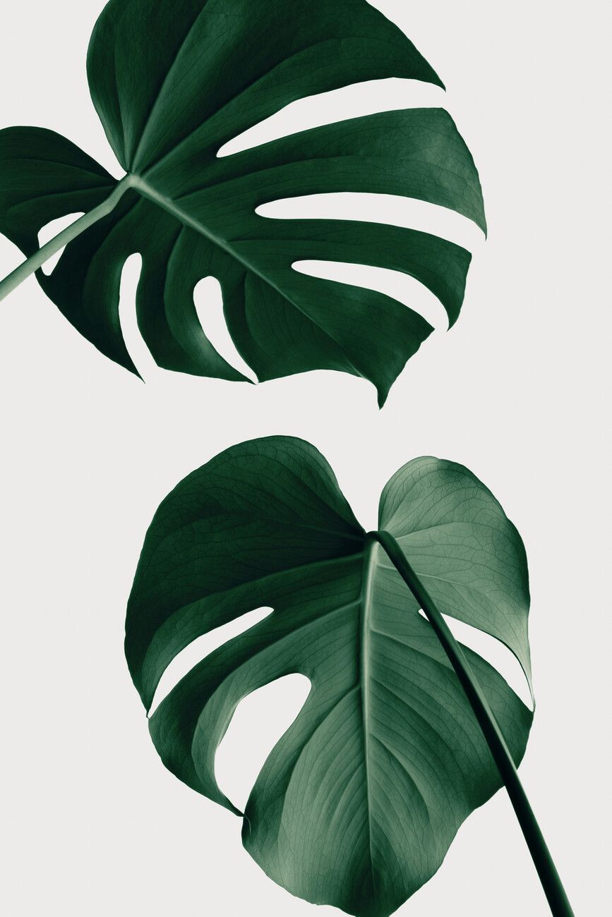 Two monstera leaves on a white background - Monstera