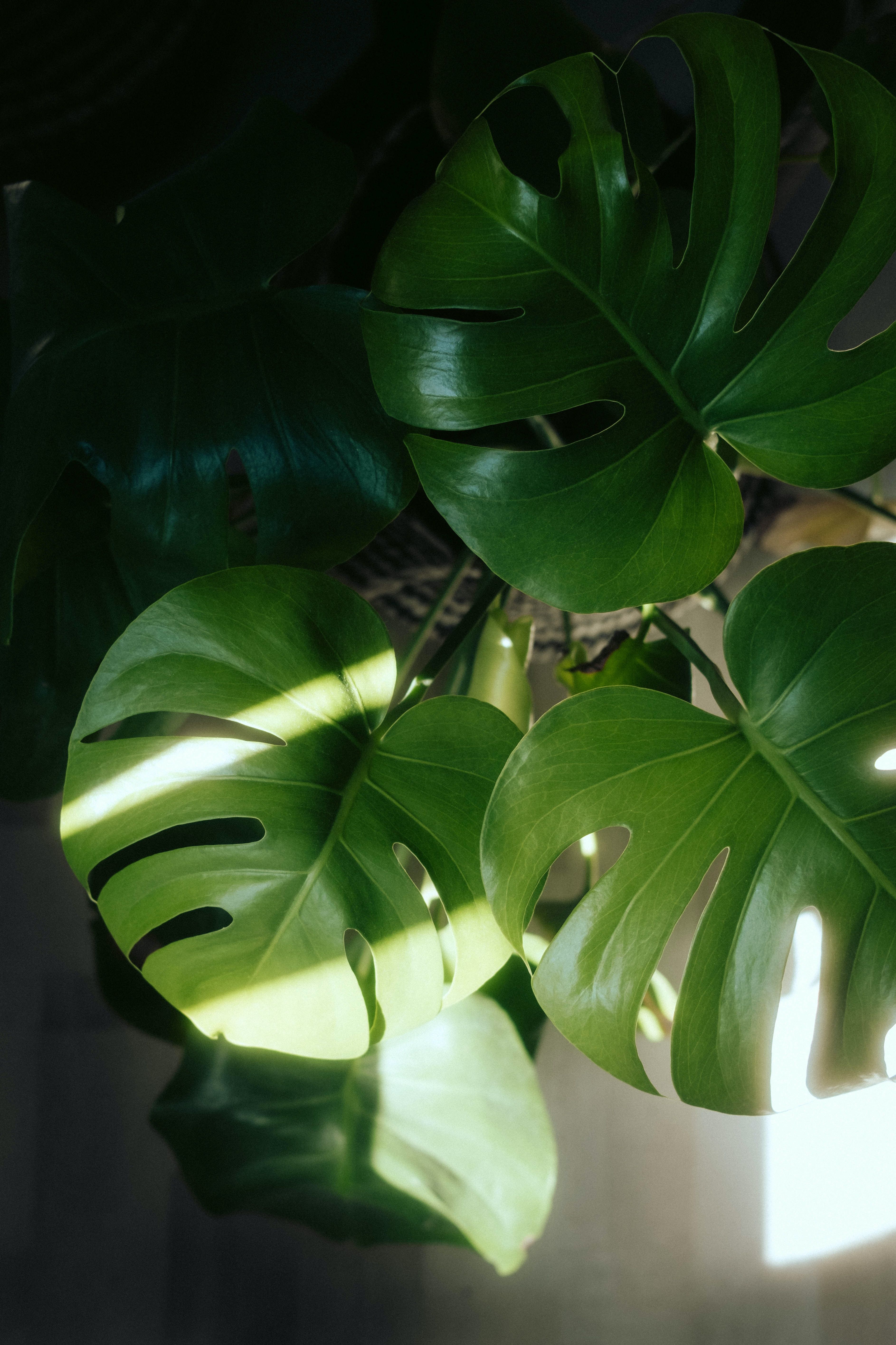 A close up of a monstera plant with sunlight shining through the leaves. - Monstera