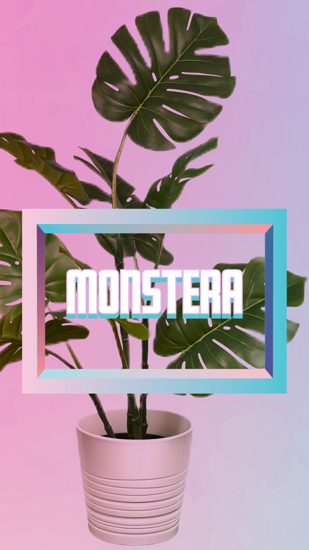 A potted monstera plant on a pink background - Monstera