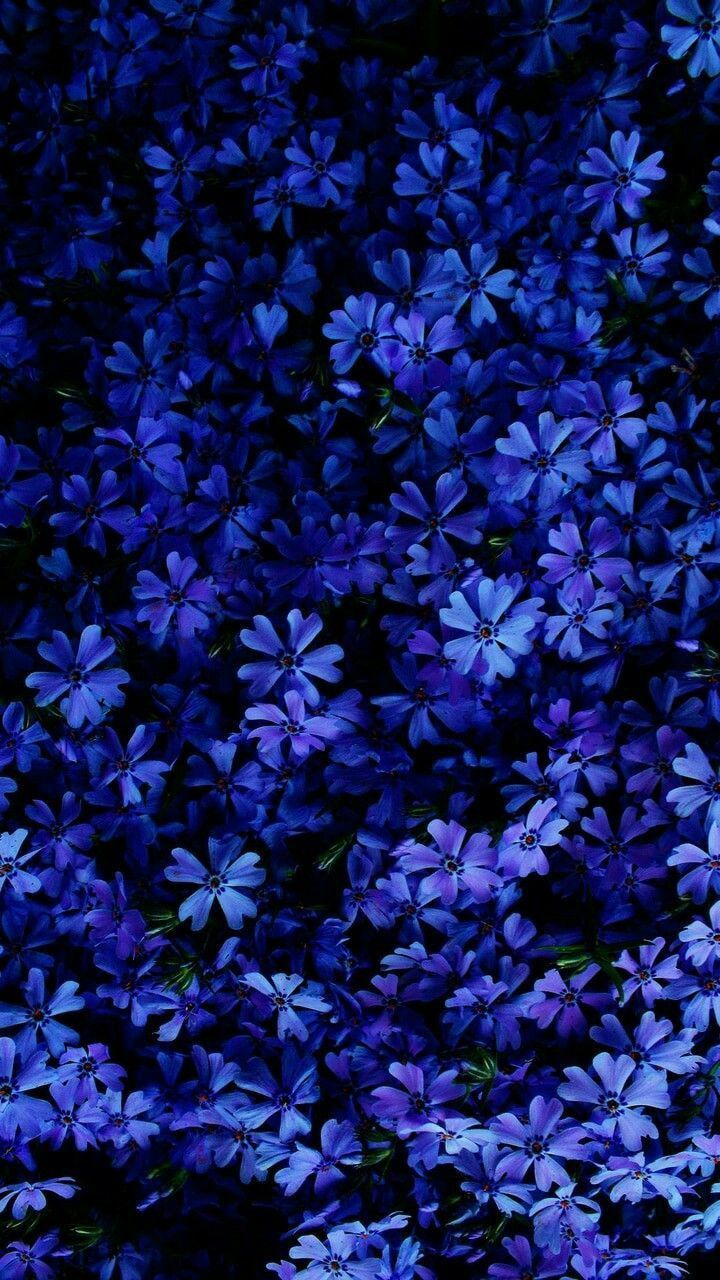 A wallpaper of blue flowers - Indigo