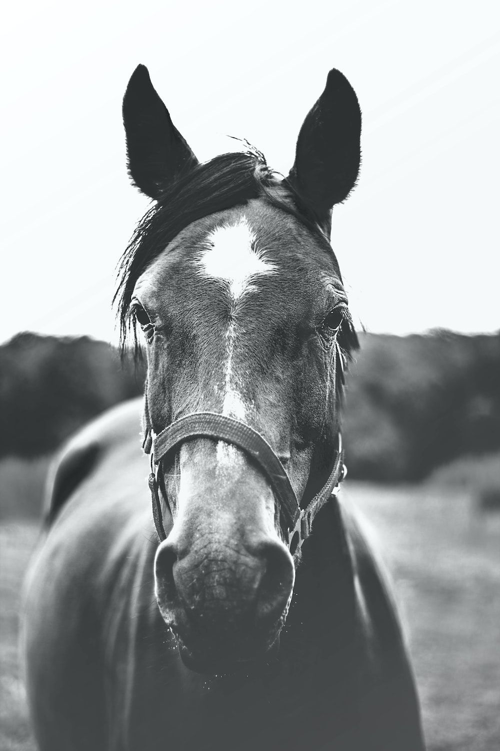 Grayscale photo of a horse - Horse