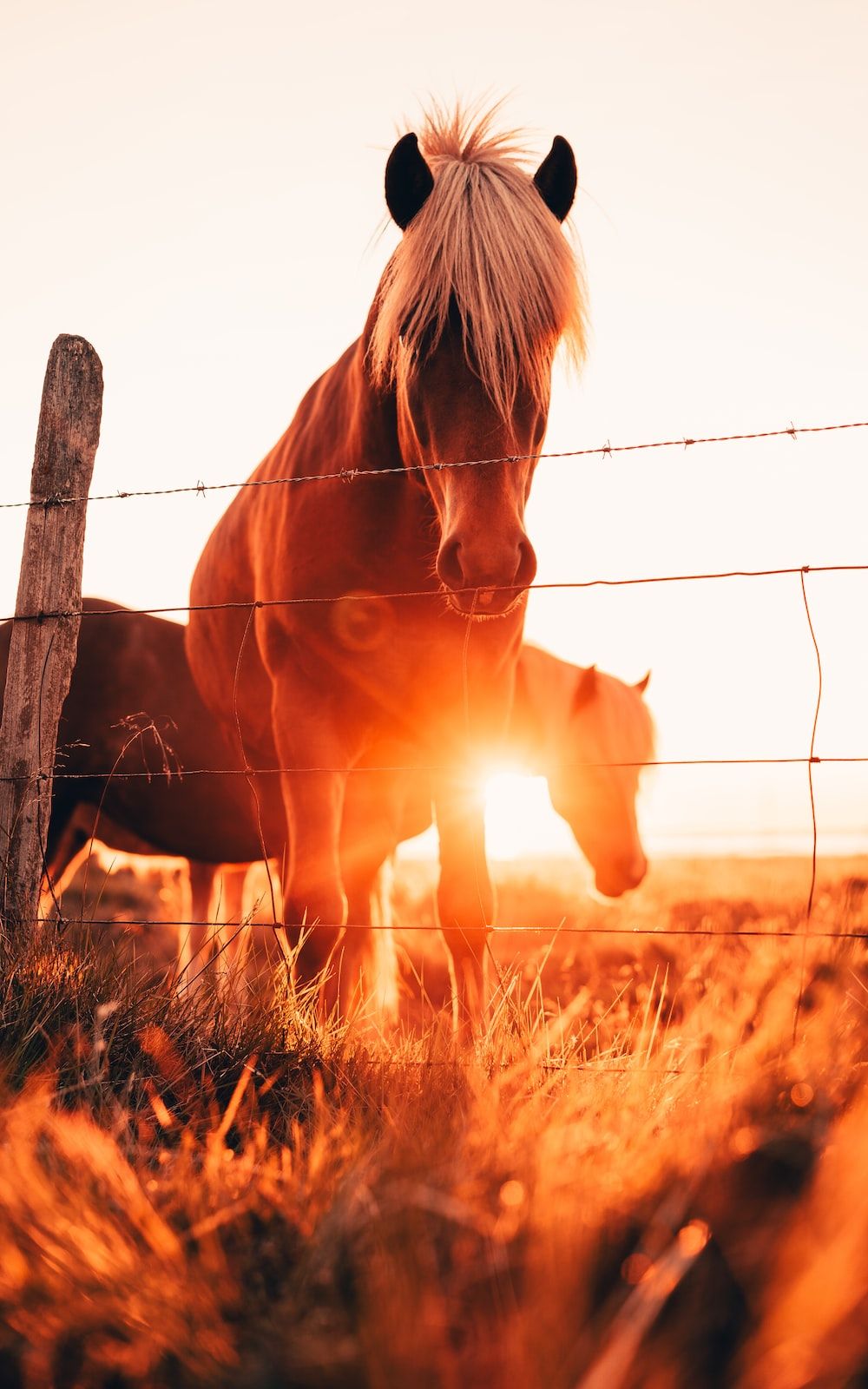 Two brown horses standing near barbed wire fence during golden hour - Horse