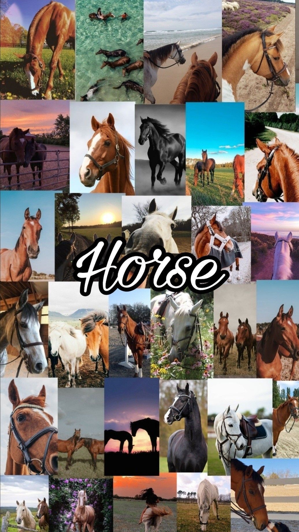 Horse wallaper. Cute horse picture, Horse background, Horse picture - Horse
