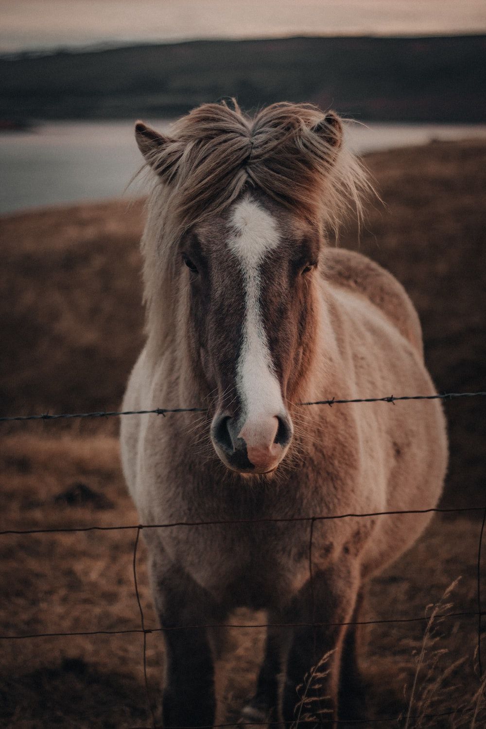 Horse Portrait Picture. Download Free Image