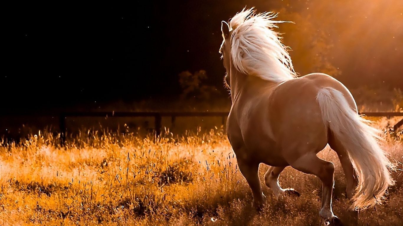 A horse running in a field with the sun shining on it - Horse