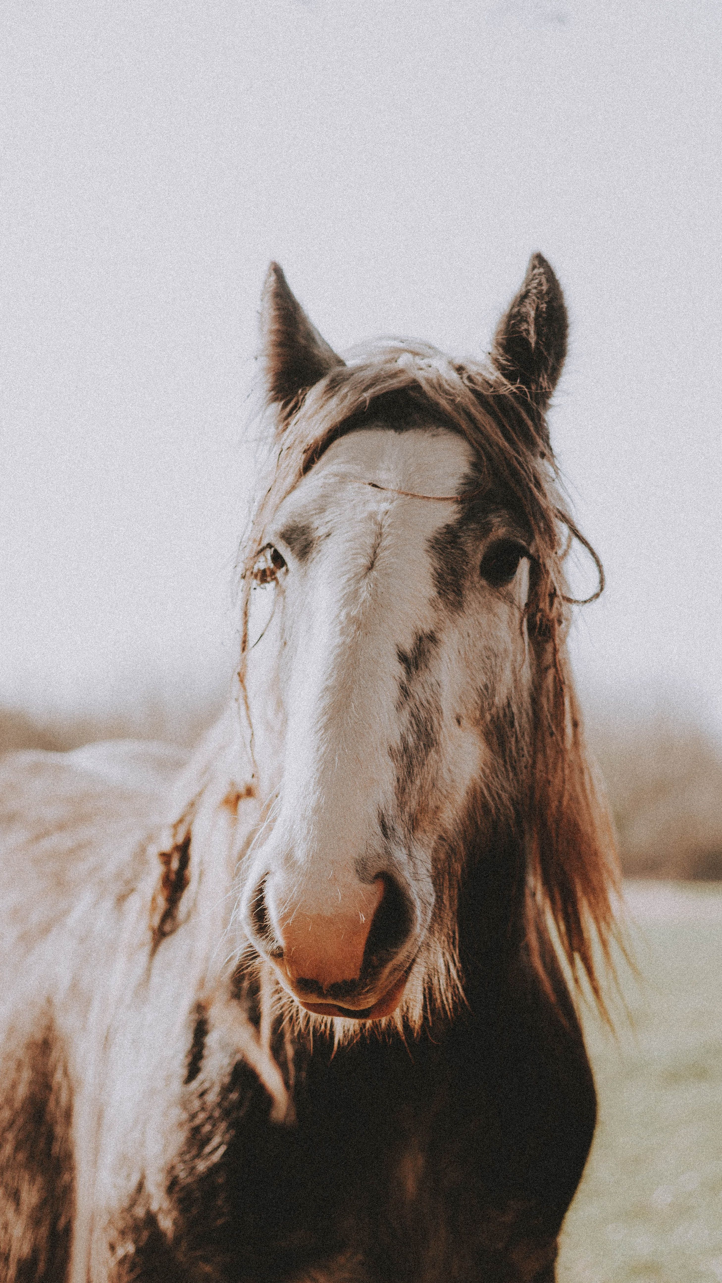 Portrait of Horse Outdoors · Free
