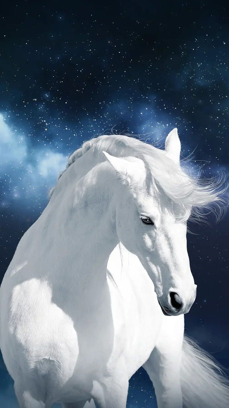 HD white horse wallpaper