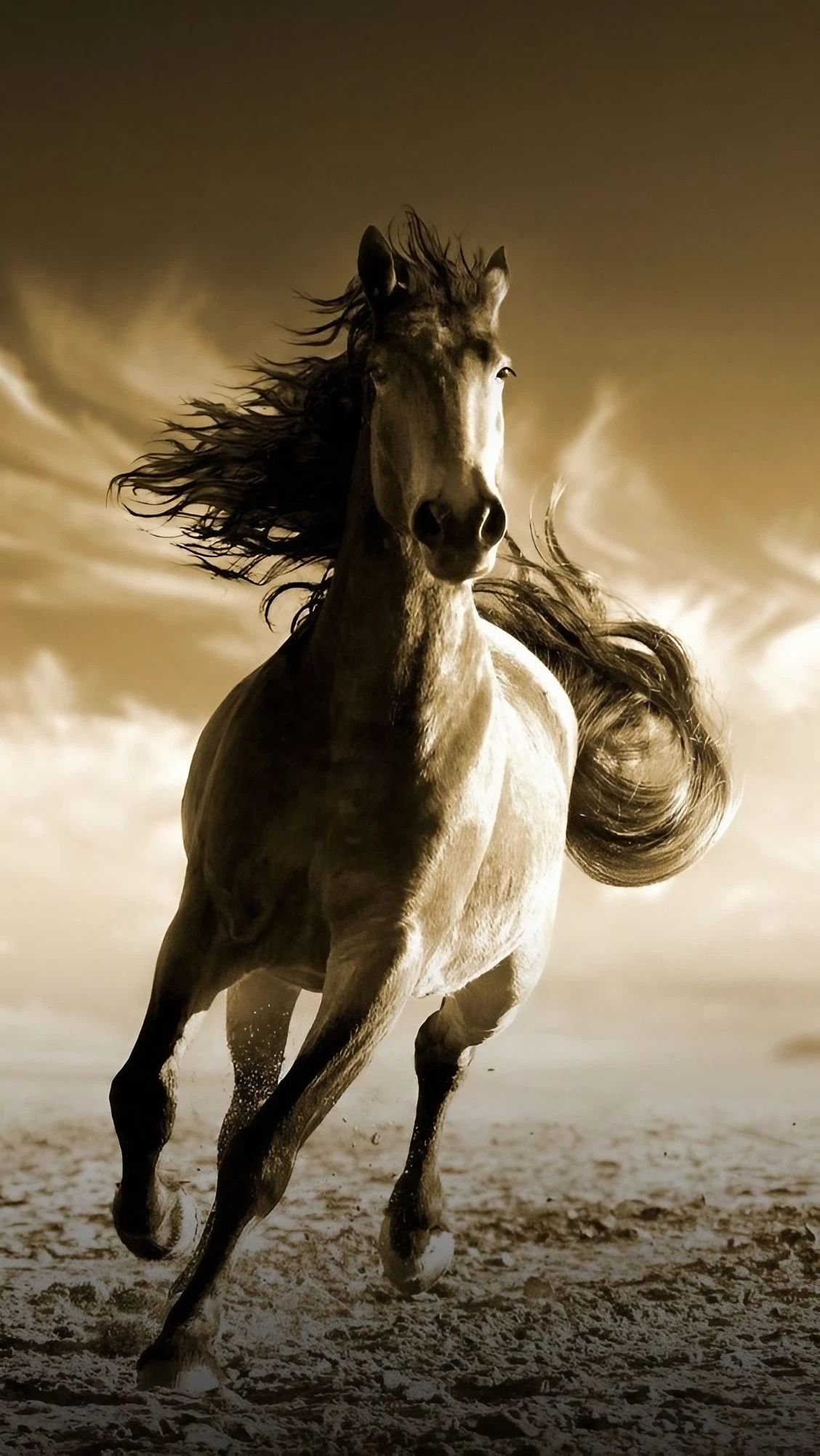 A white horse with a long mane running in the sand - Horse