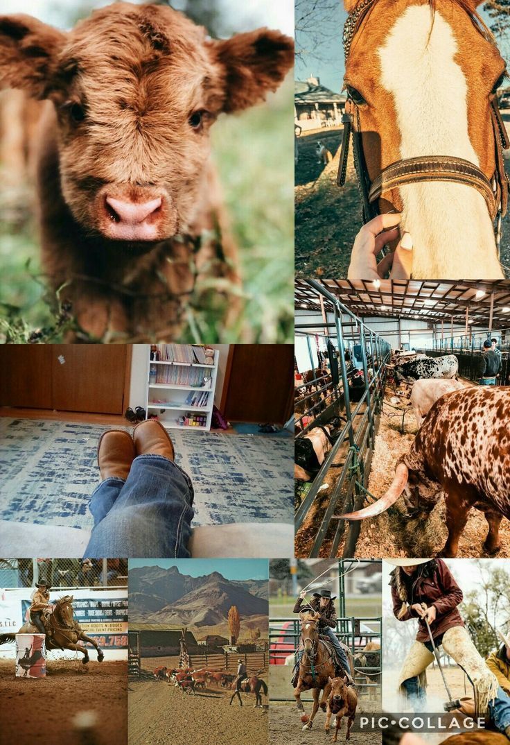 A collage of images of cows, horses, and people in cowboy attire. - Horse
