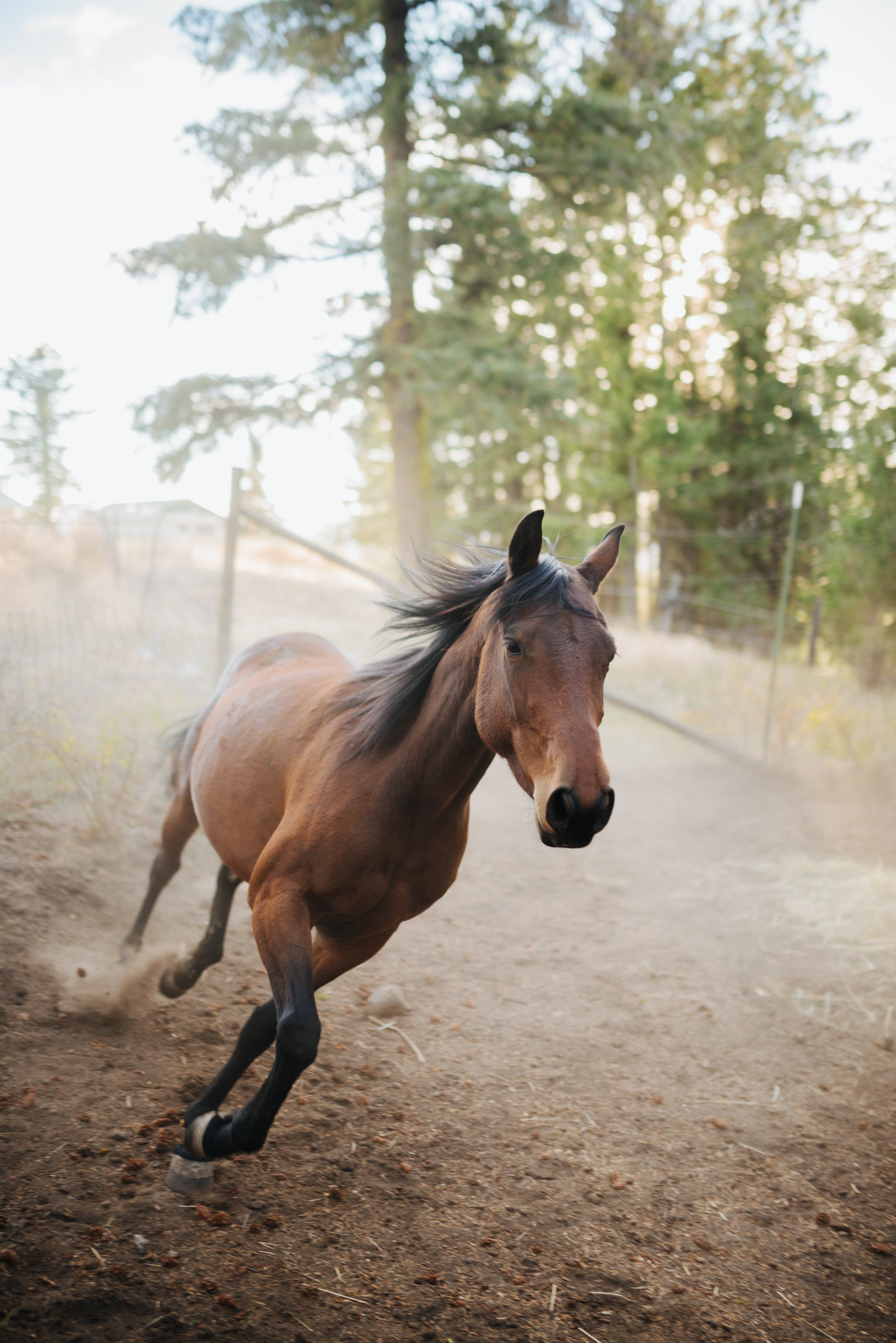 A horse runs on a dirt road in the sun. - Horse
