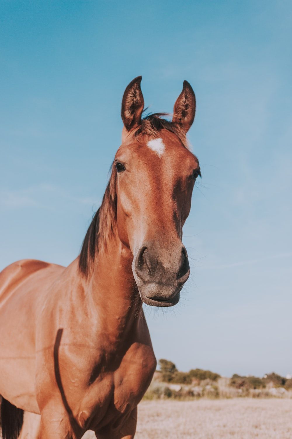 A brown horse standing in a field - Horse