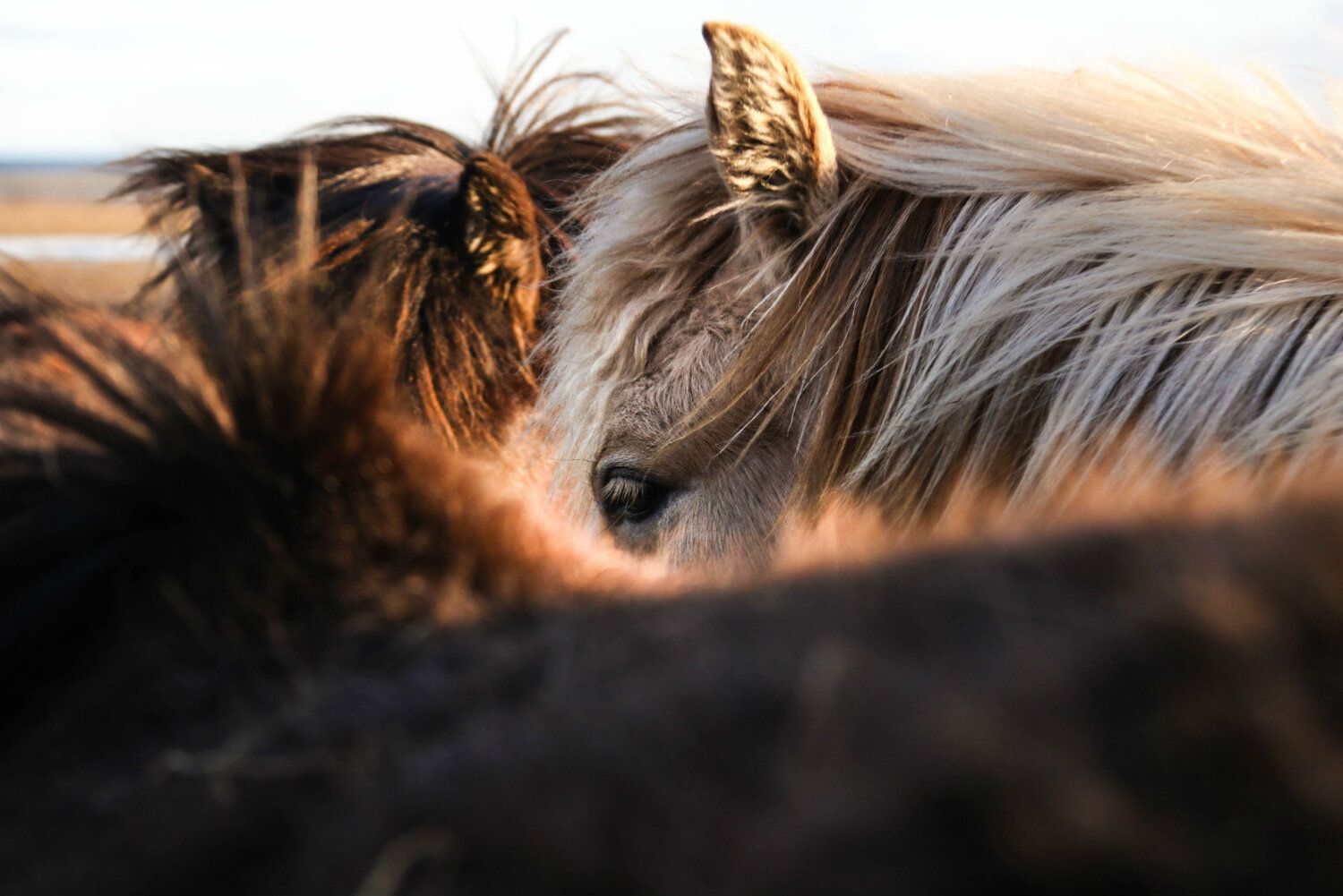 Icelandic Horses: Here's What You Need to Know