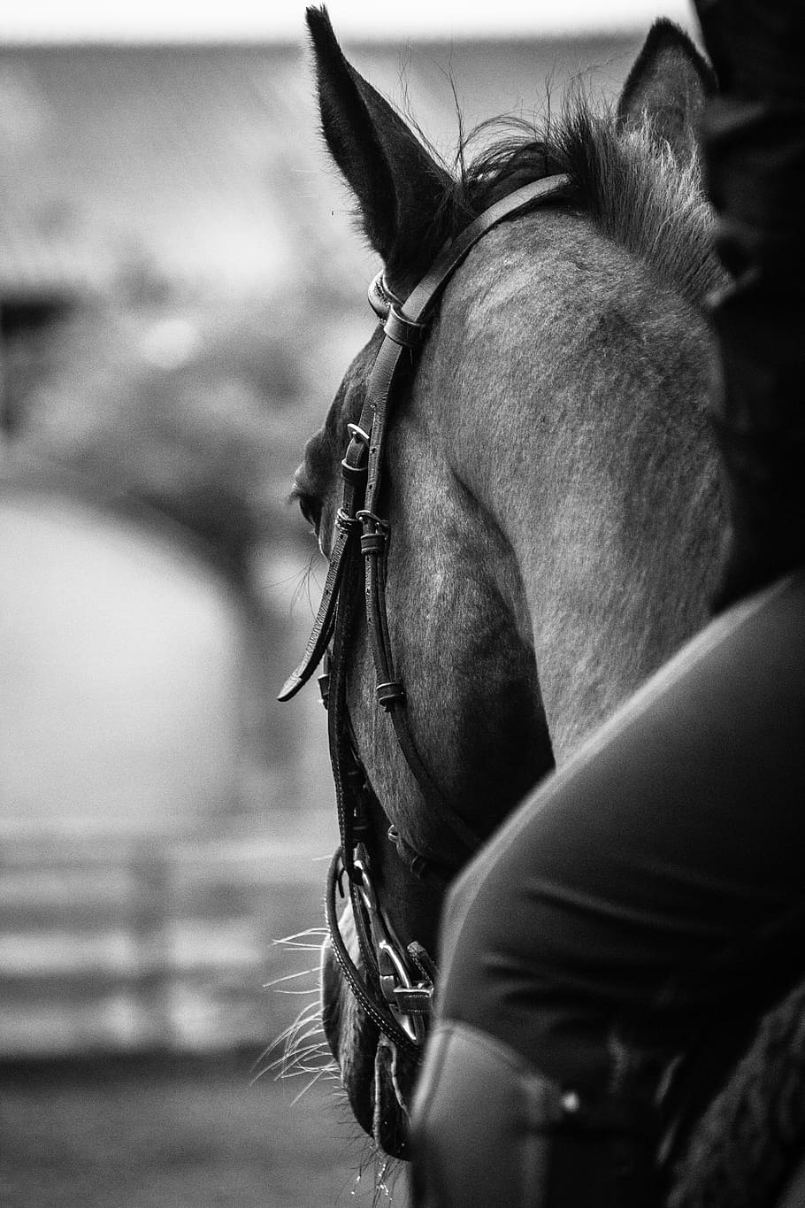 HD wallpaper: grayscale photography of horse, head, black and white, riding