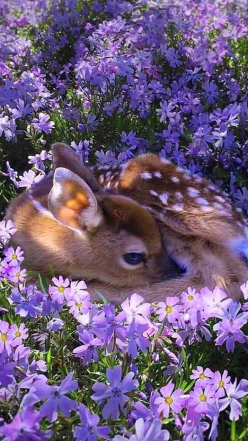 A fawn in a field of purple flowers - Cottagecore