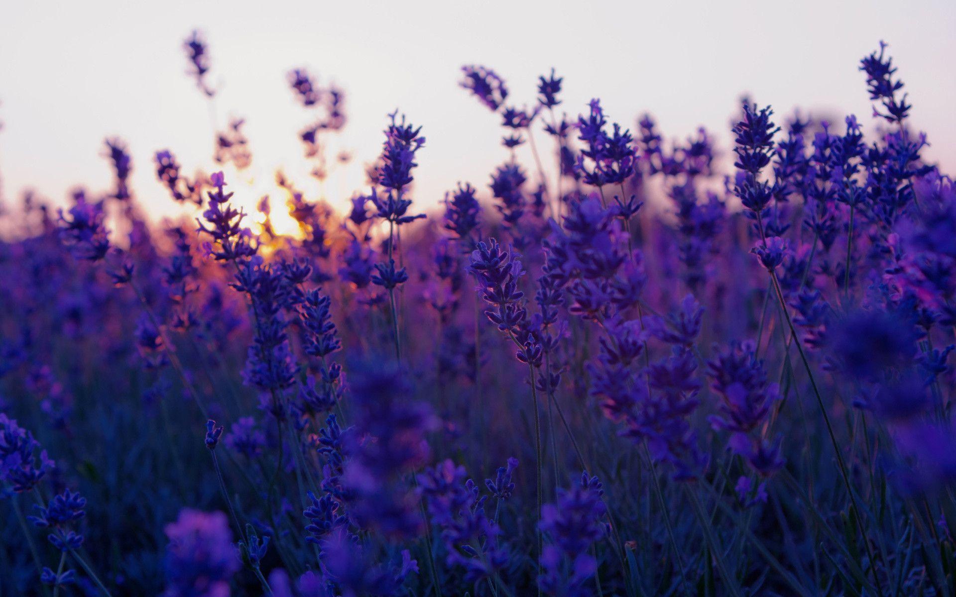Lavender plants in a field during a sunset - Flower