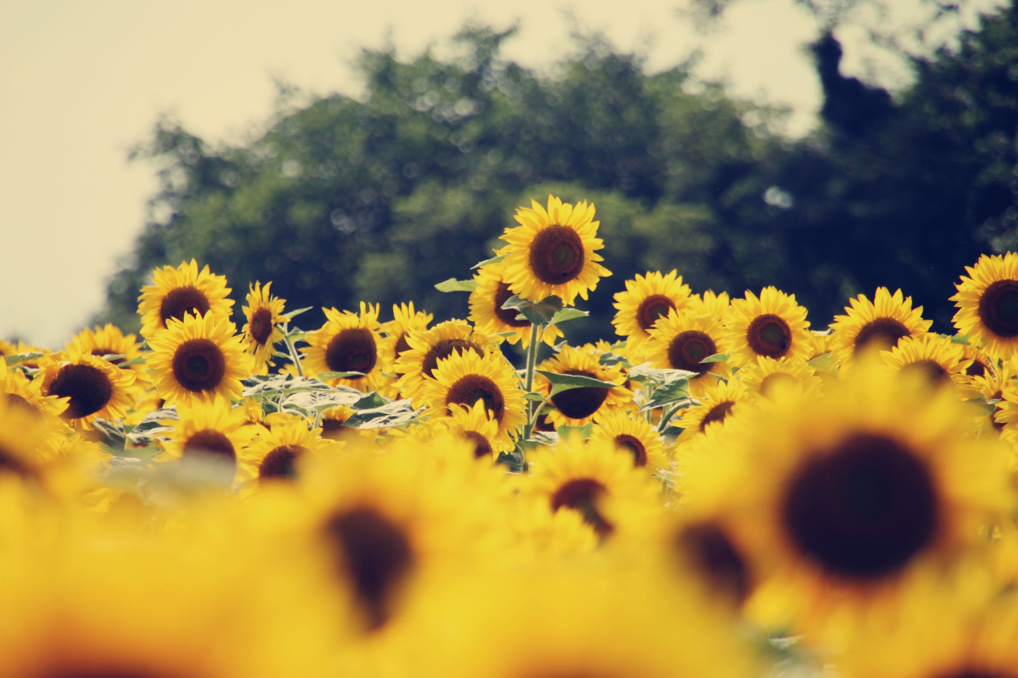A field of sunflowers with a few trees in the background. - Sunflower
