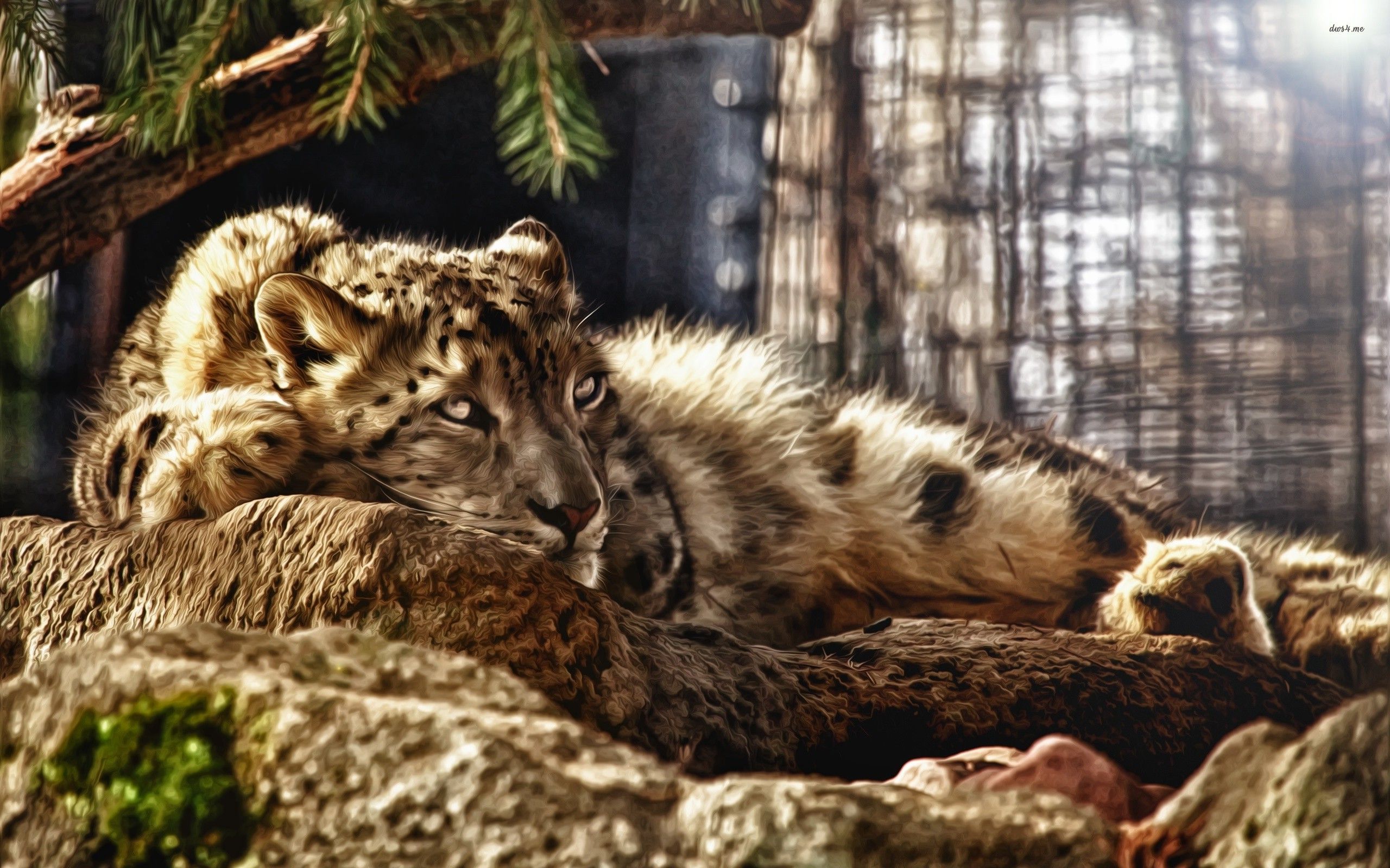 A leopard cub resting on a rock - Leopard