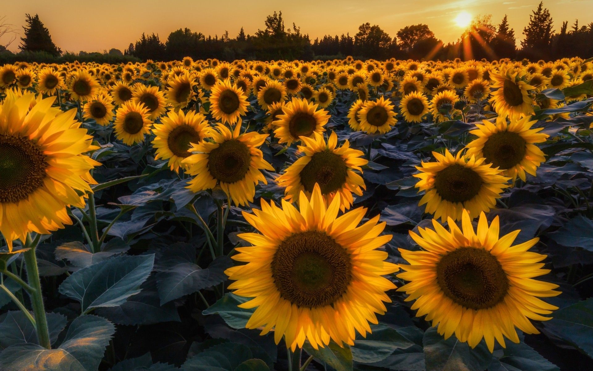 A field of sunflowers in the evening - Sunflower, sun