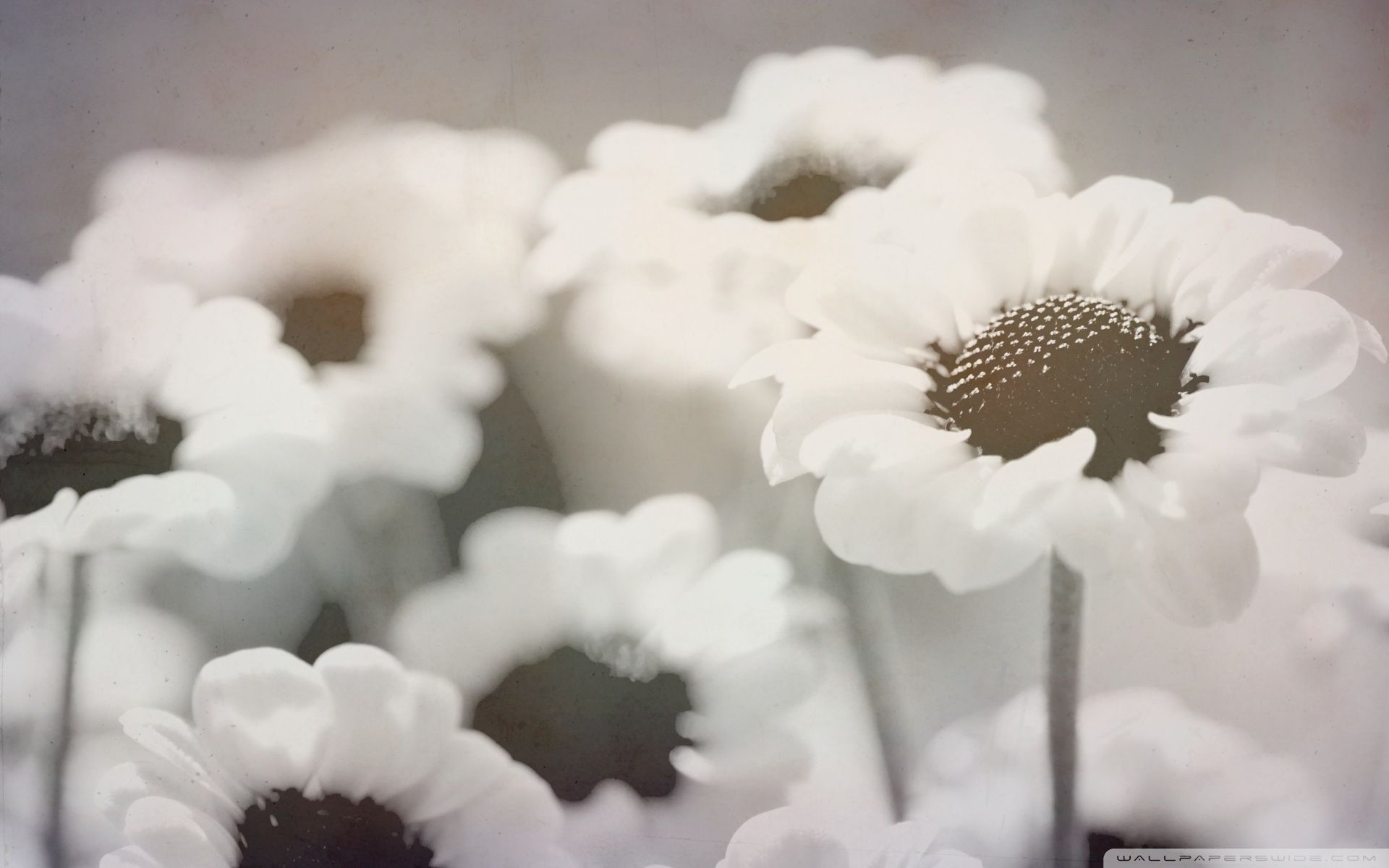 A close up of a group of white flowers - 1920x1200, daisy