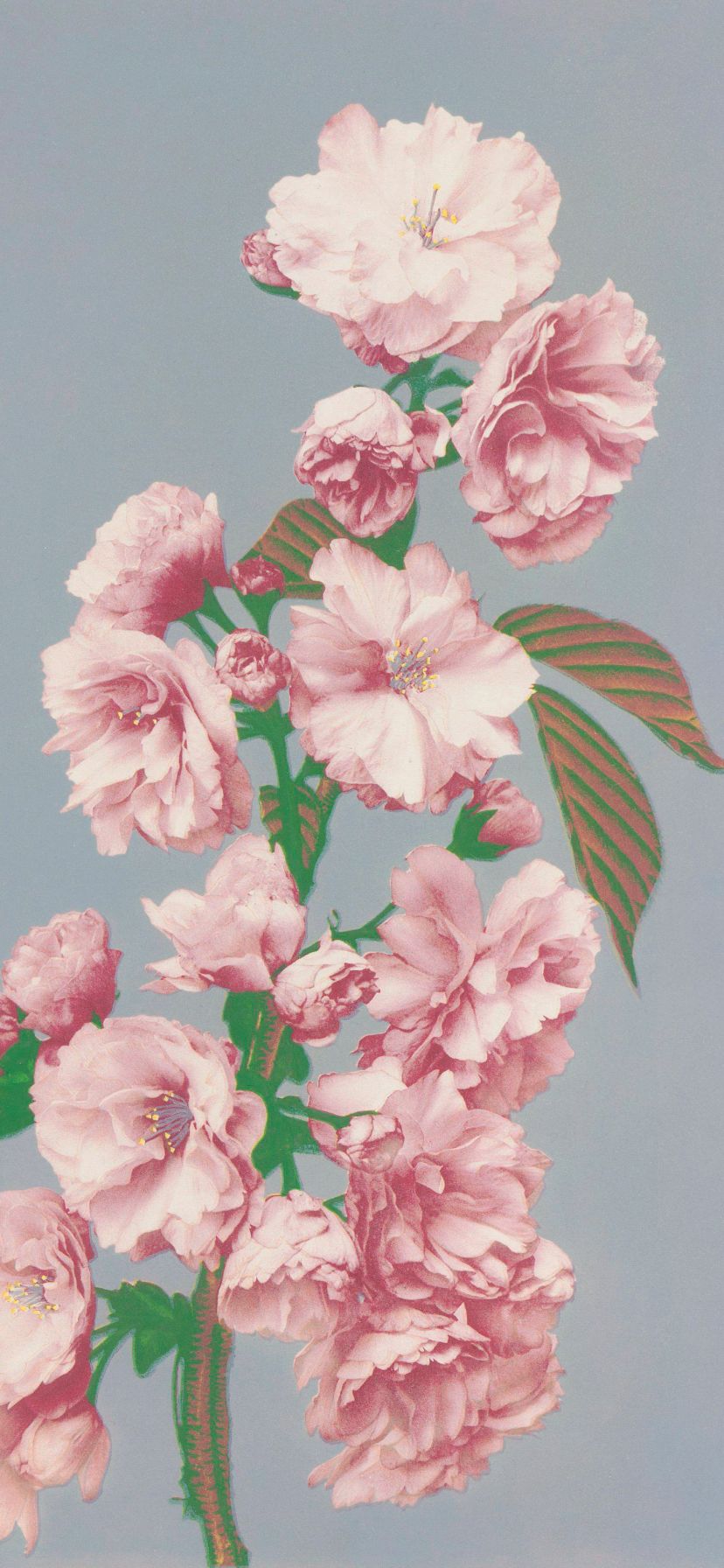 Cherry Blossom by Ogawa Kazumasa Wallpaper