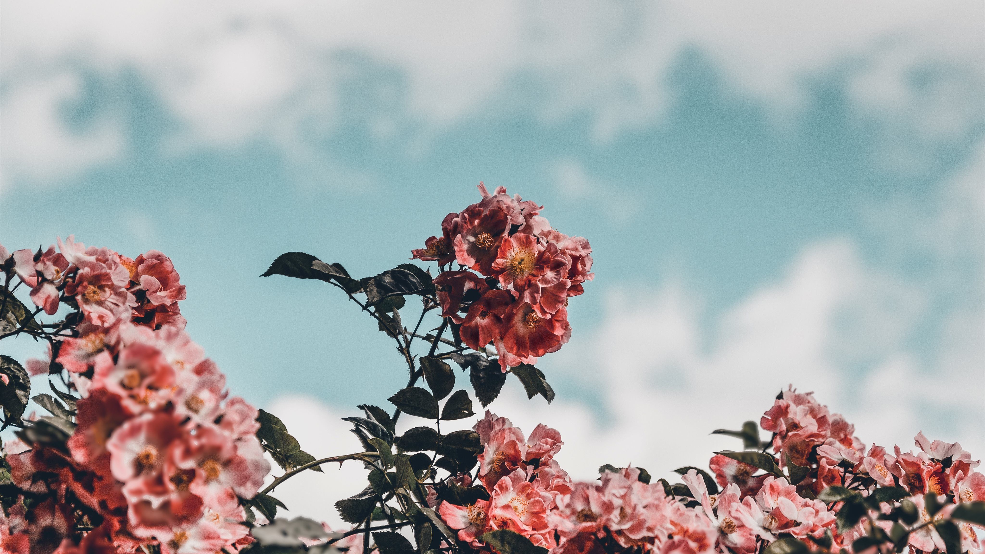 Pink flowers against a blue sky - IMac