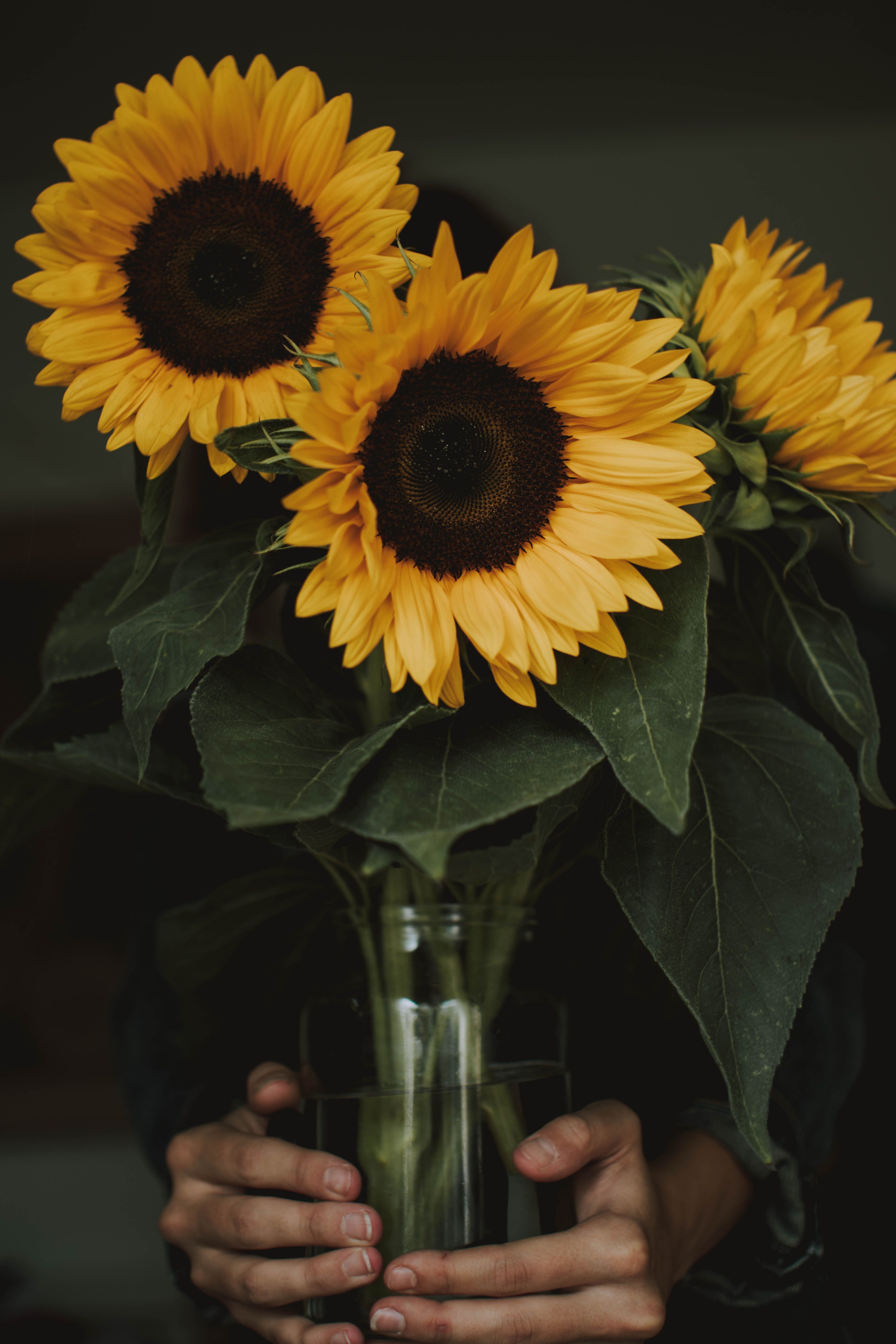 A woman holds a vase of sunflowers. - Sunflower