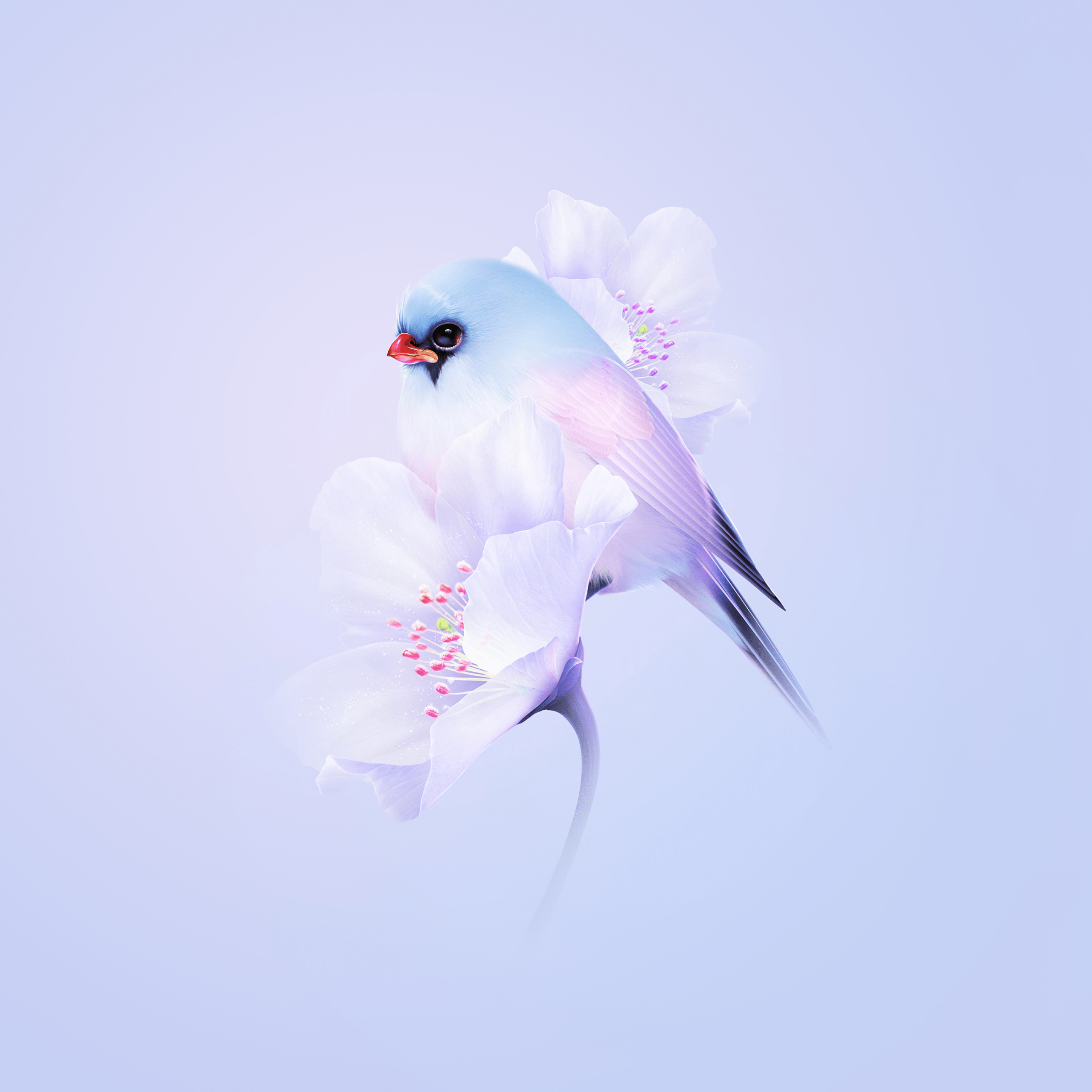 Cute bird Wallpaper 4K, Cherry blossom, Blue aesthetic