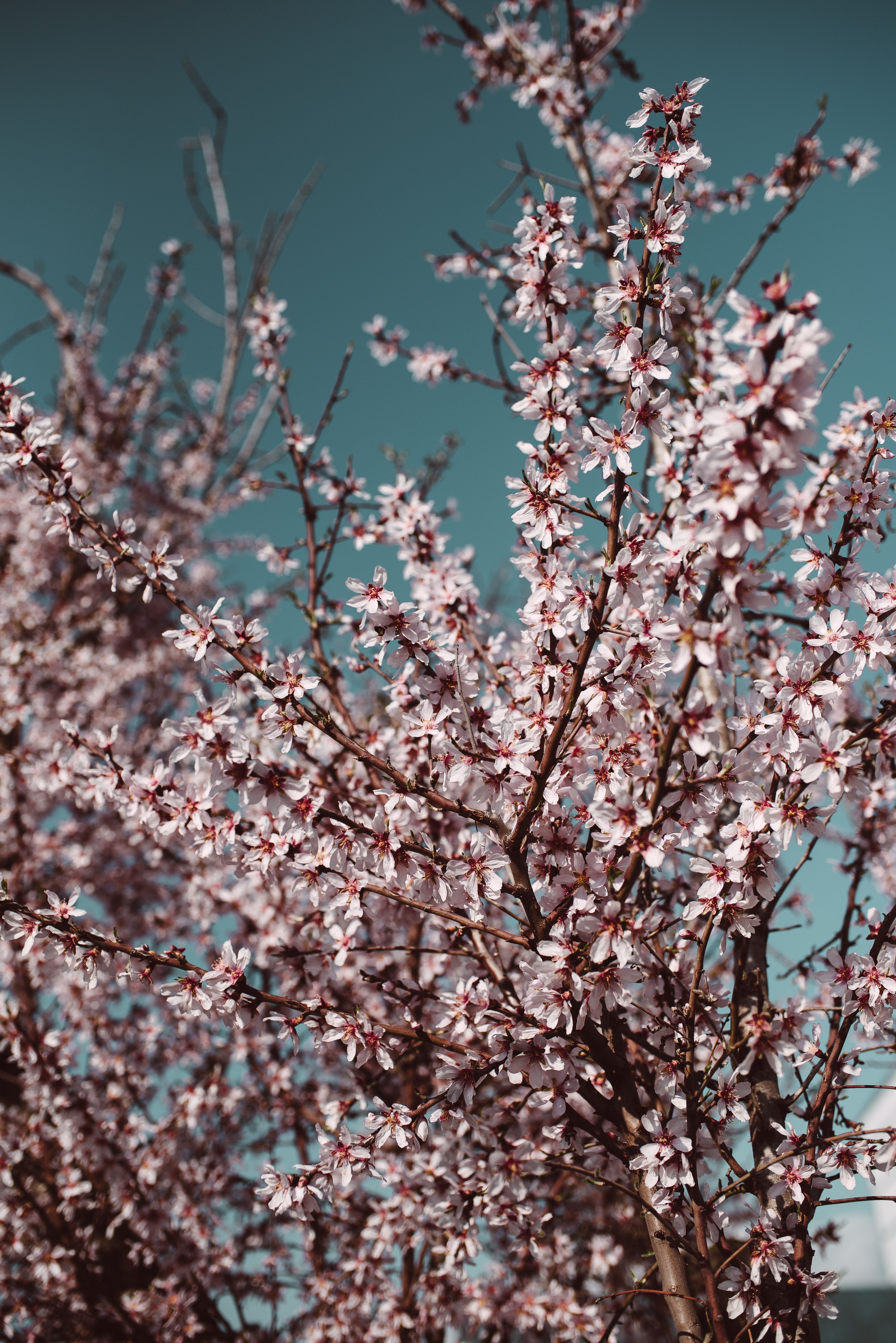 Wallpaper Blossom, Cherry Blossom, Plum, Tablet, Flower, Background Free Image
