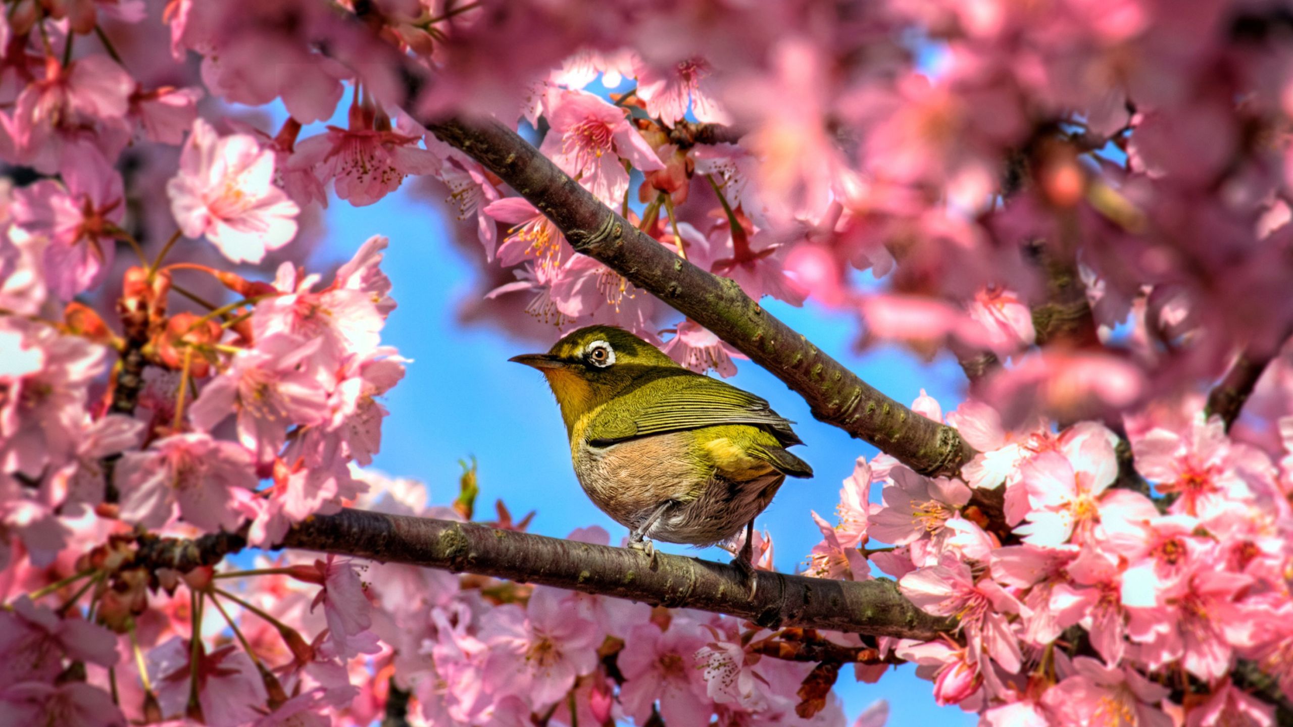 A bird perched on a branch of cherry blossoms - Cherry blossom