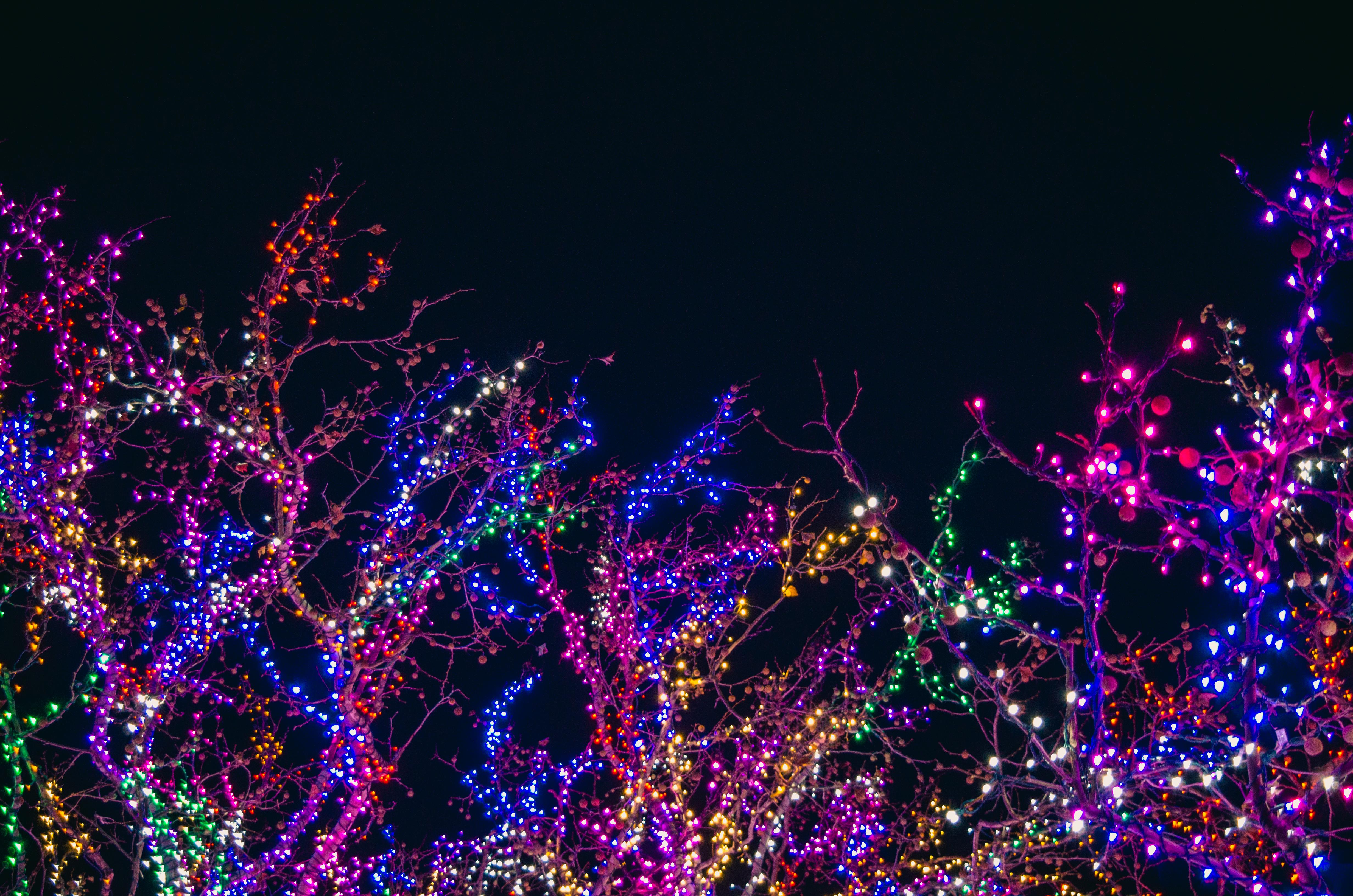 The trees are lit up with colorful lights. - Christmas lights
